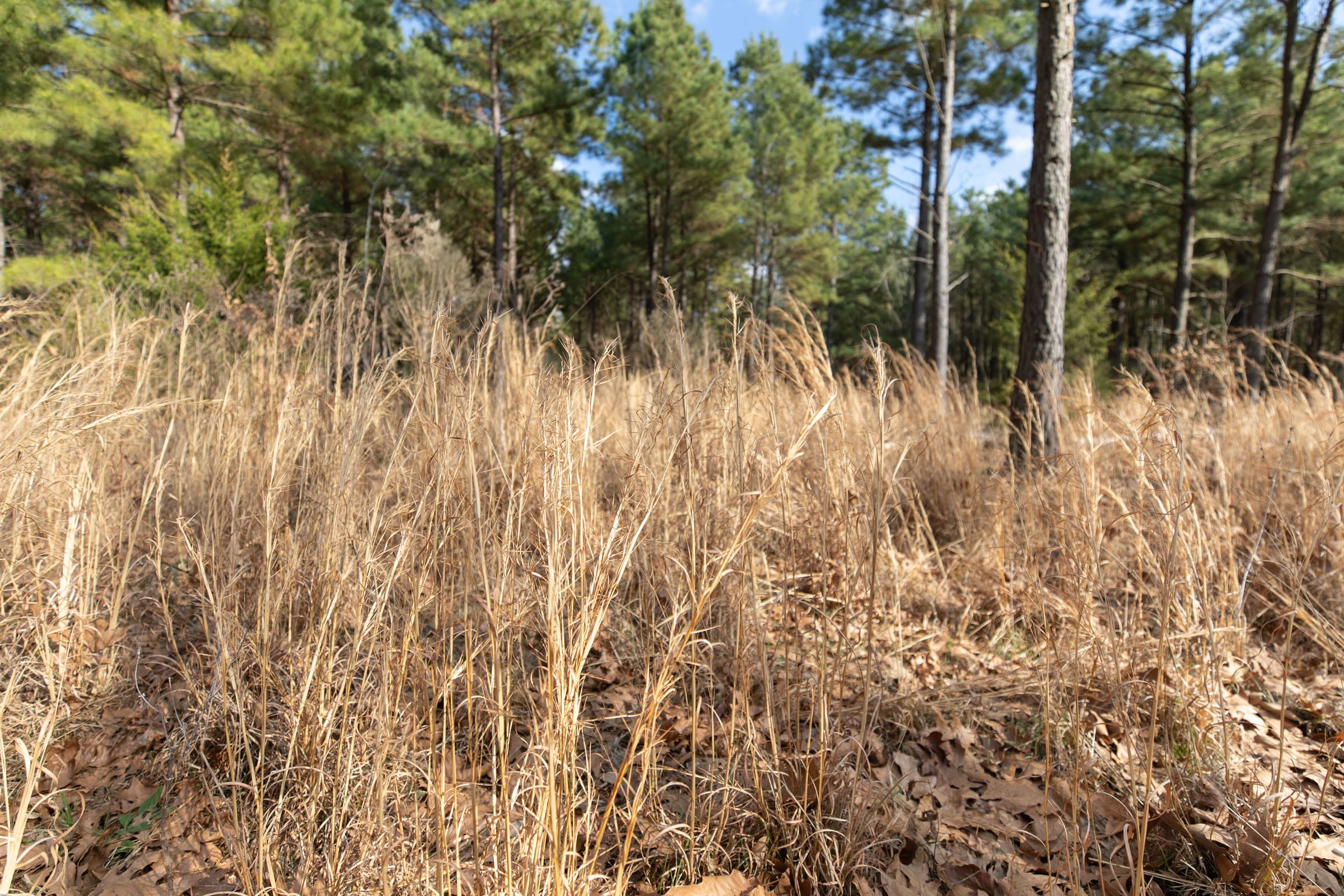 Wishing Star Ranch Tract 43 photo 5