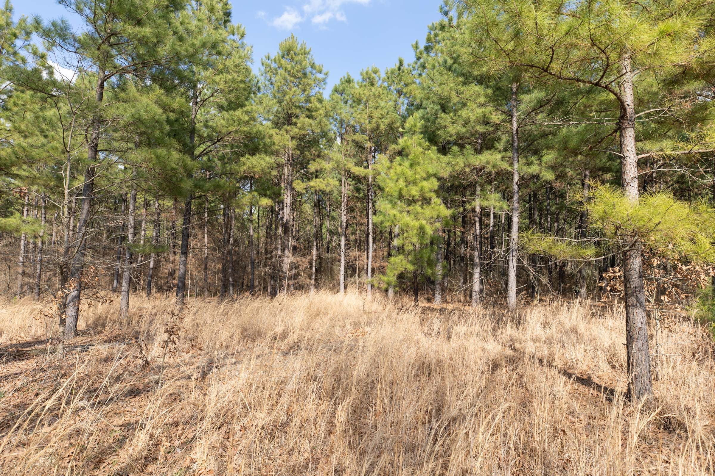 Wishing Star Ranch Tract 43 photo 7
