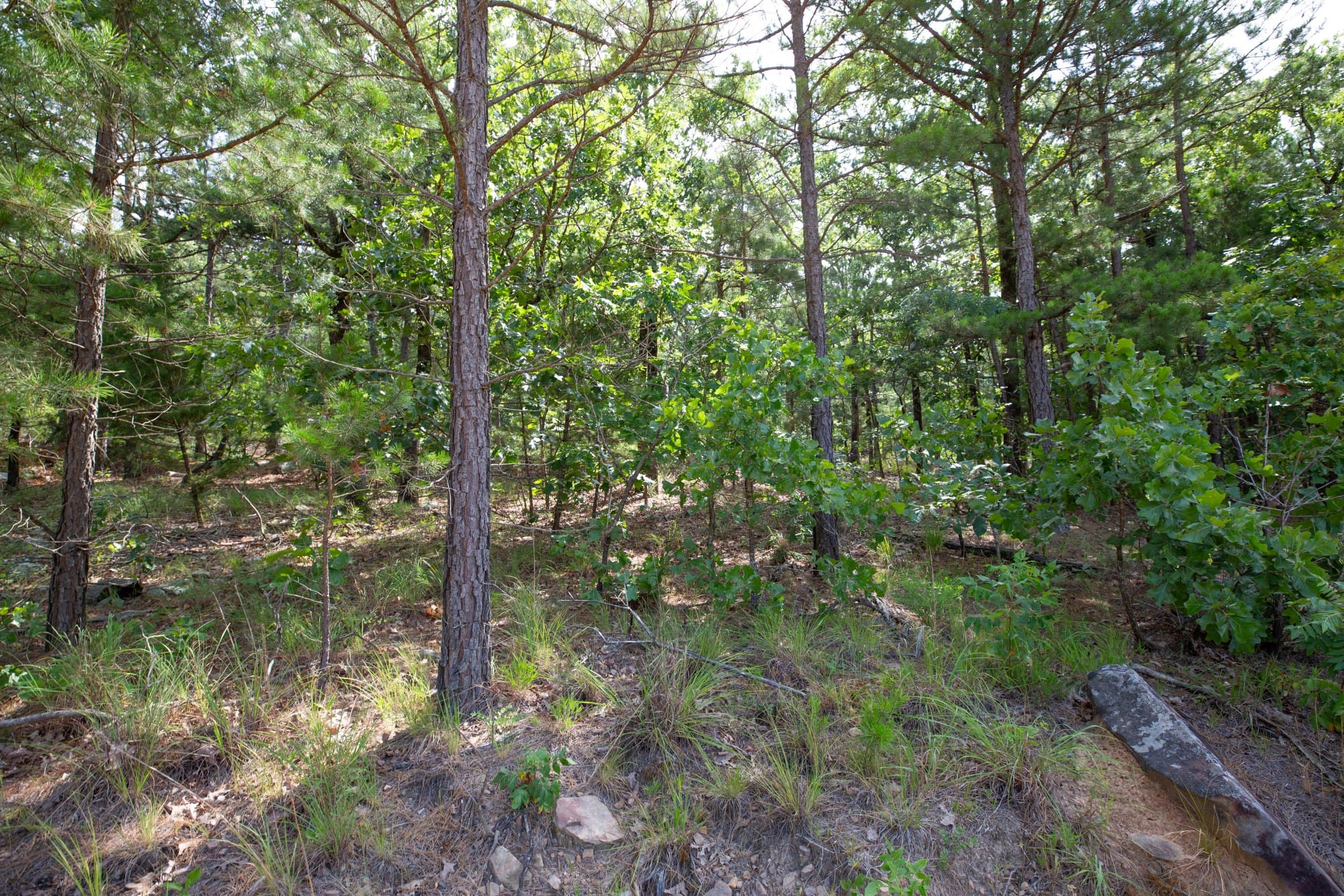 Eagle’s Nest Tract 49 photo 3
