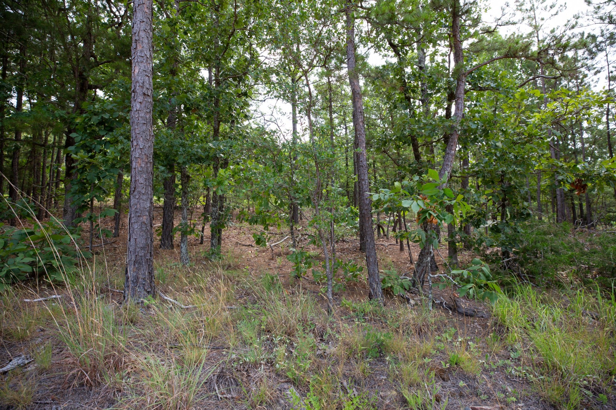 Eagle’s Nest Tract 49 photo 6