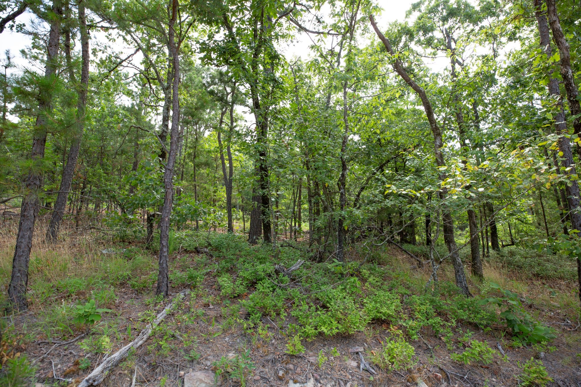 Eagle’s Nest Tract 49 photo 10