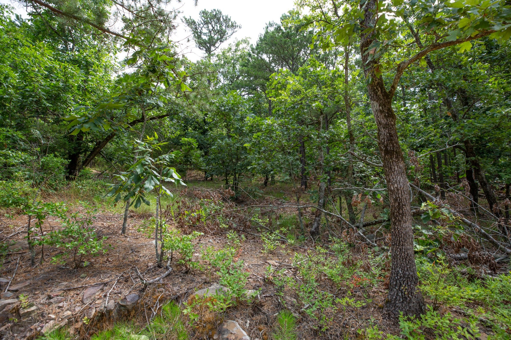 Eagle’s Nest Tract 49 photo 13