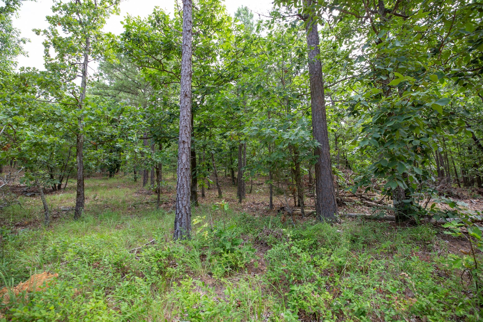 Eagle’s Nest Tract 49 photo 14