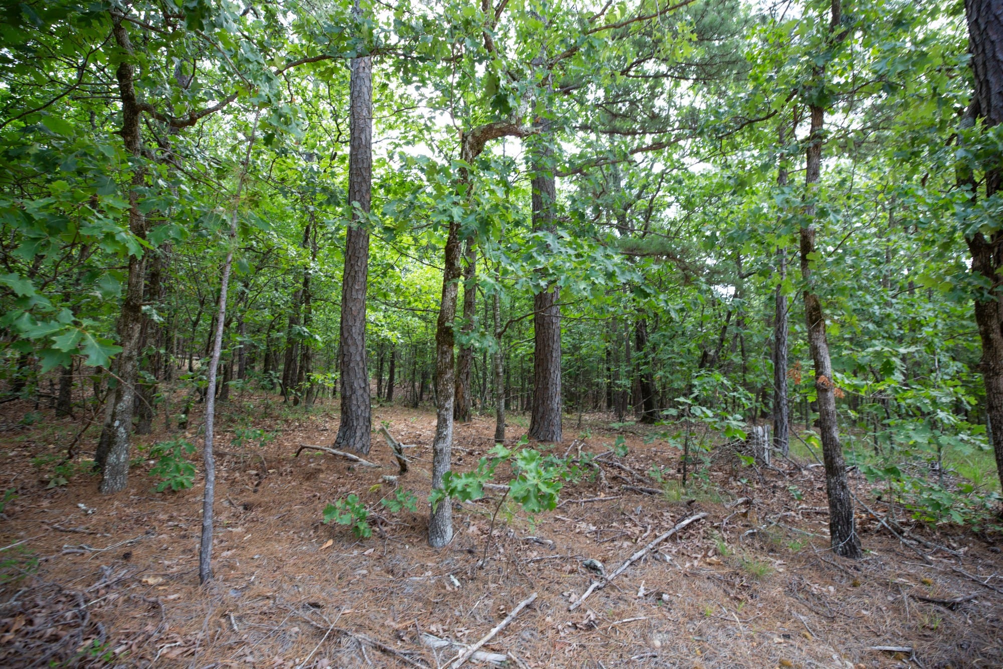 Eagle’s Nest Tract 49 photo 16