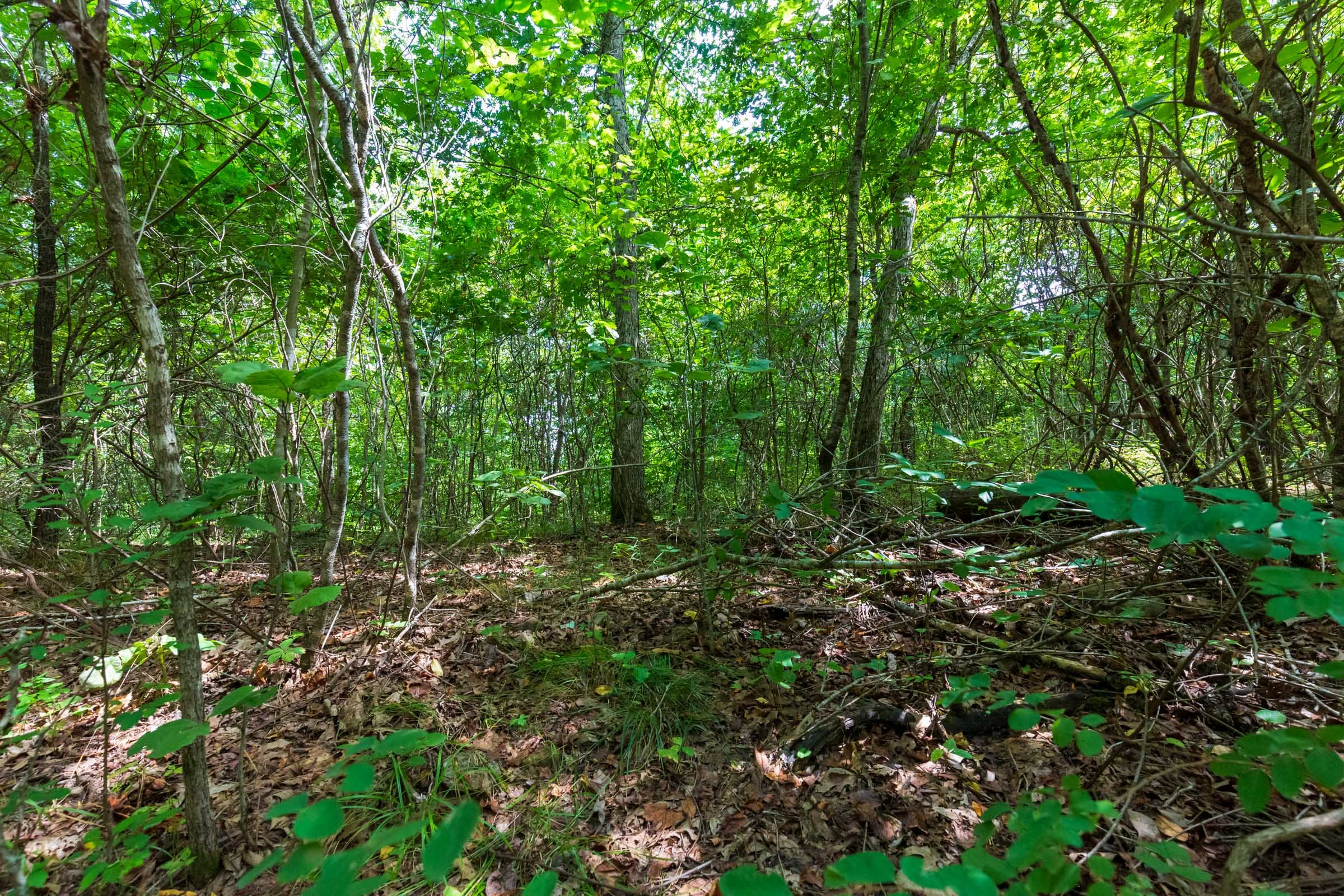 Cypress Ridge Tract 13 photo 2