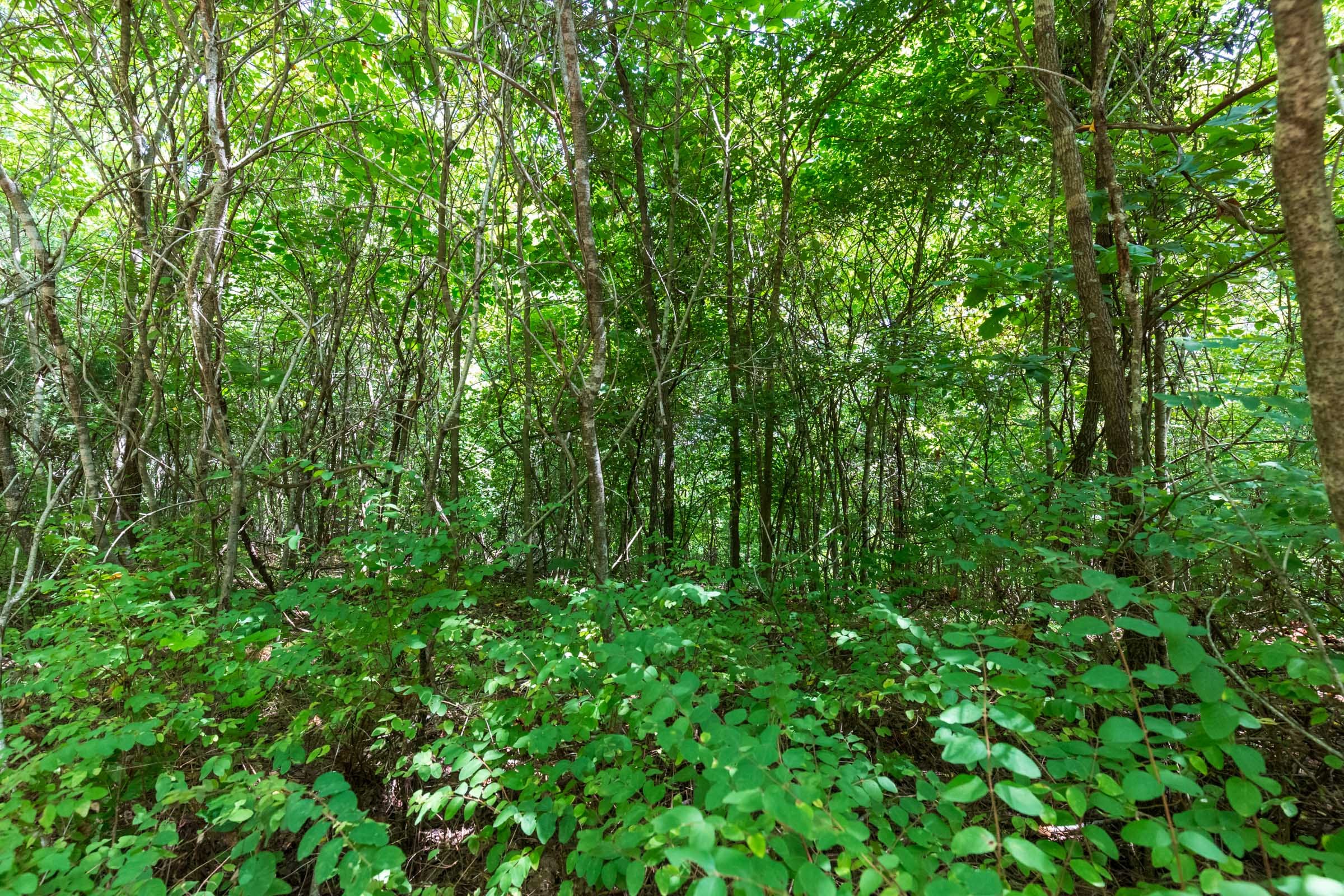 Cypress Ridge Tract 13 photo 3