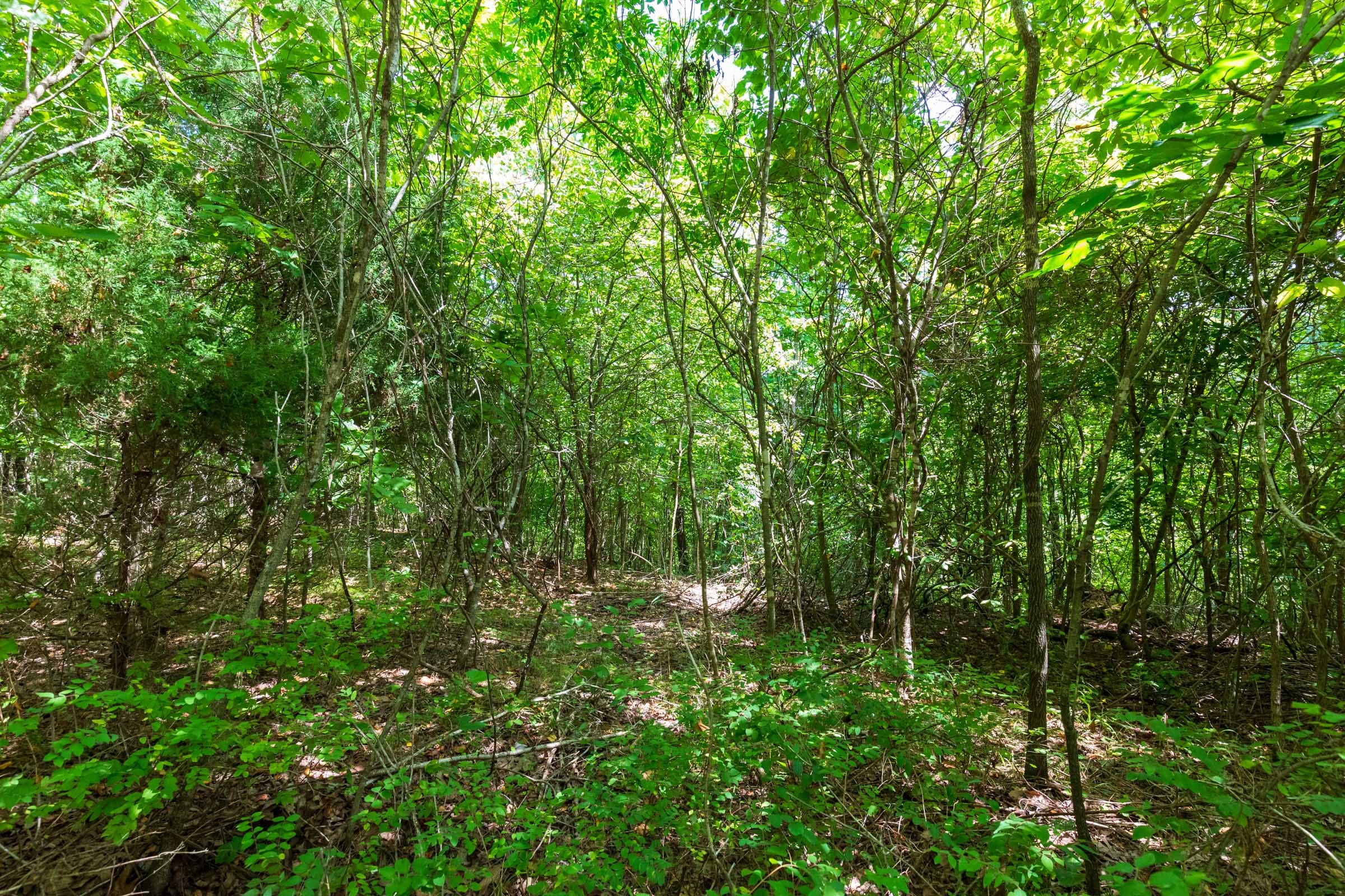 Cypress Ridge Tract 13 photo 4