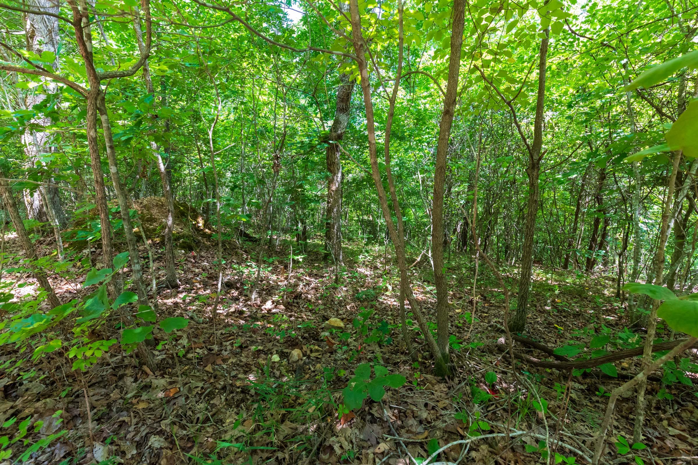 Cypress Ridge Tract 13 photo 5