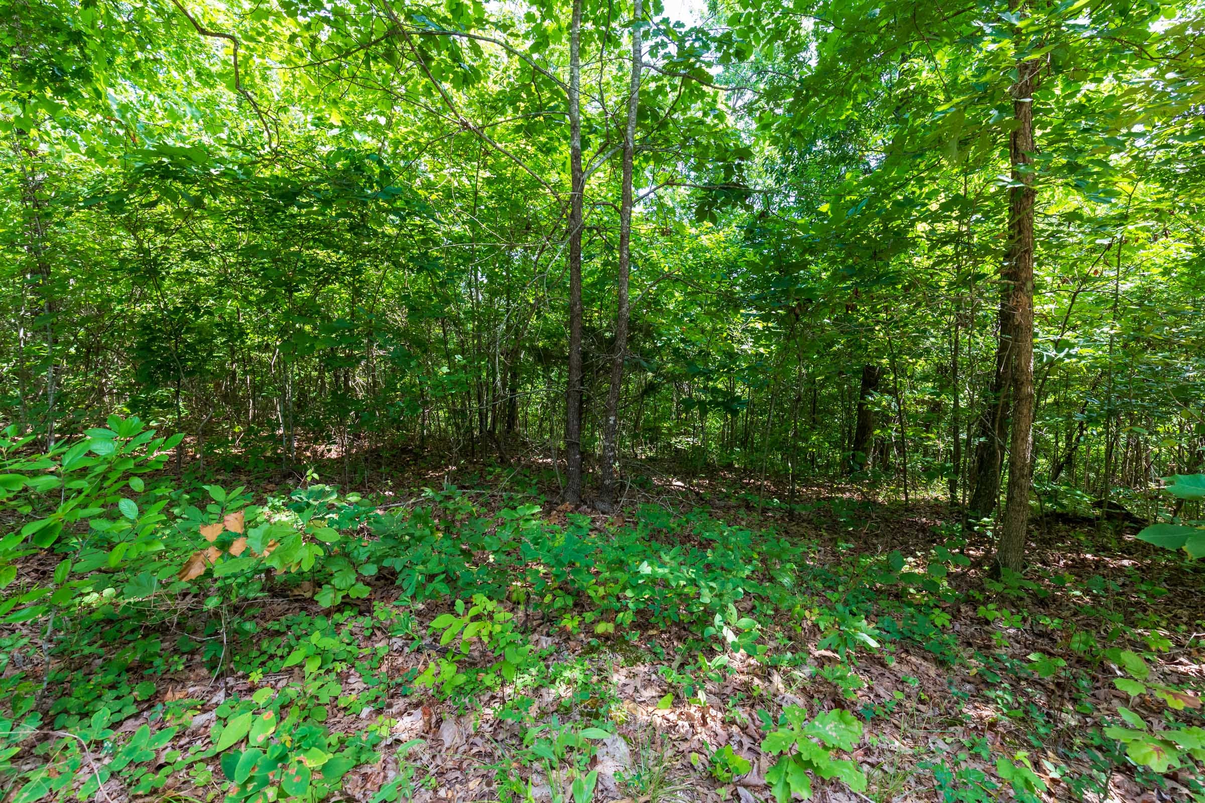 Cypress Ridge Tract 13 photo 6