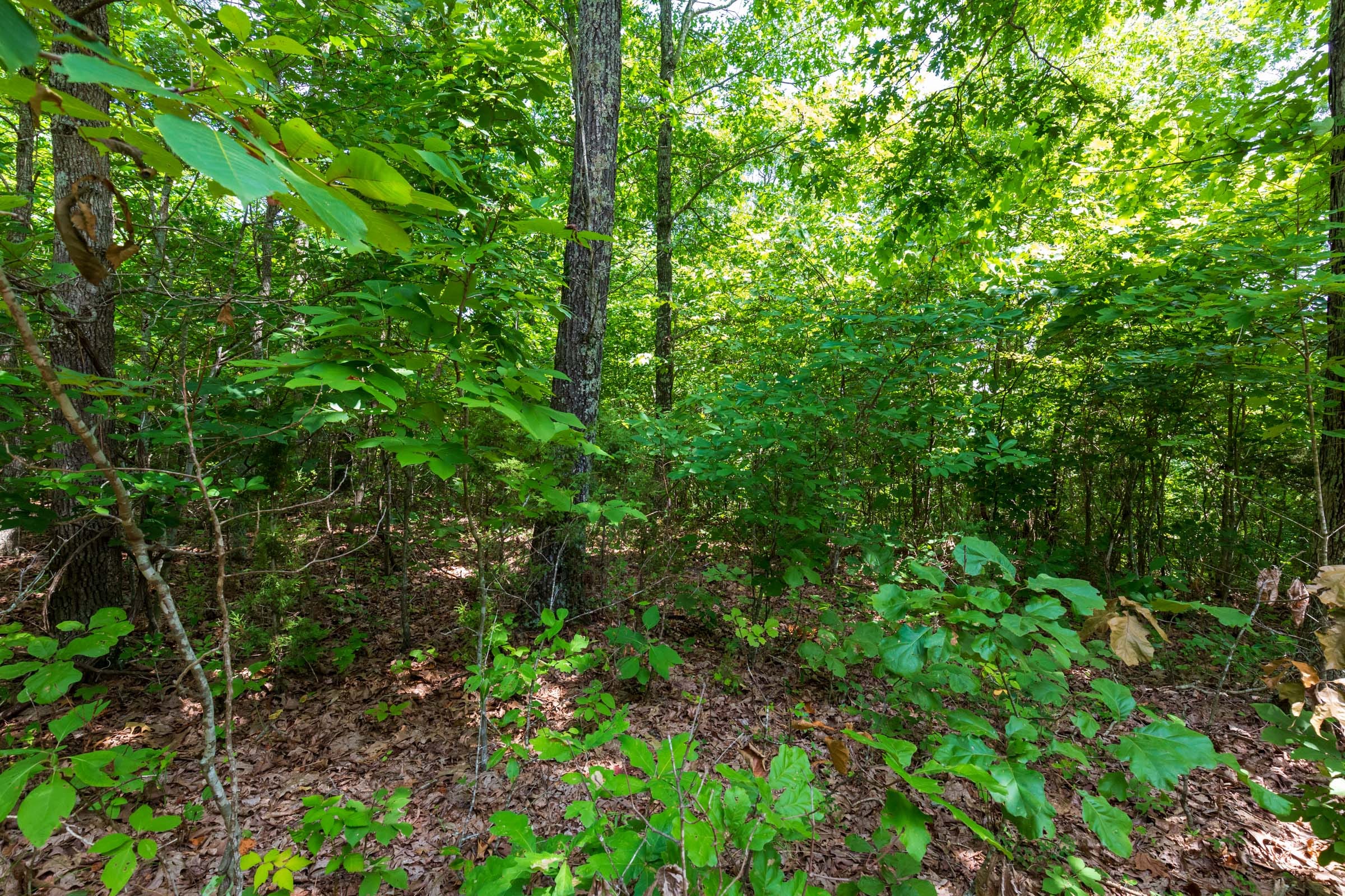 Cypress Ridge Tract 13 photo 7