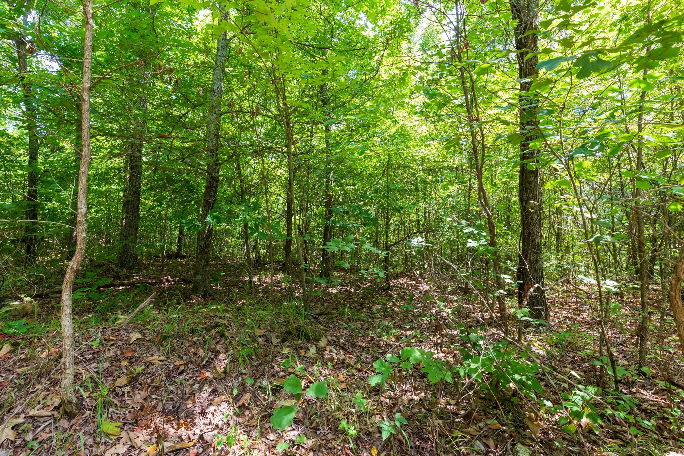 Cypress Ridge Tract 13 photo 9
