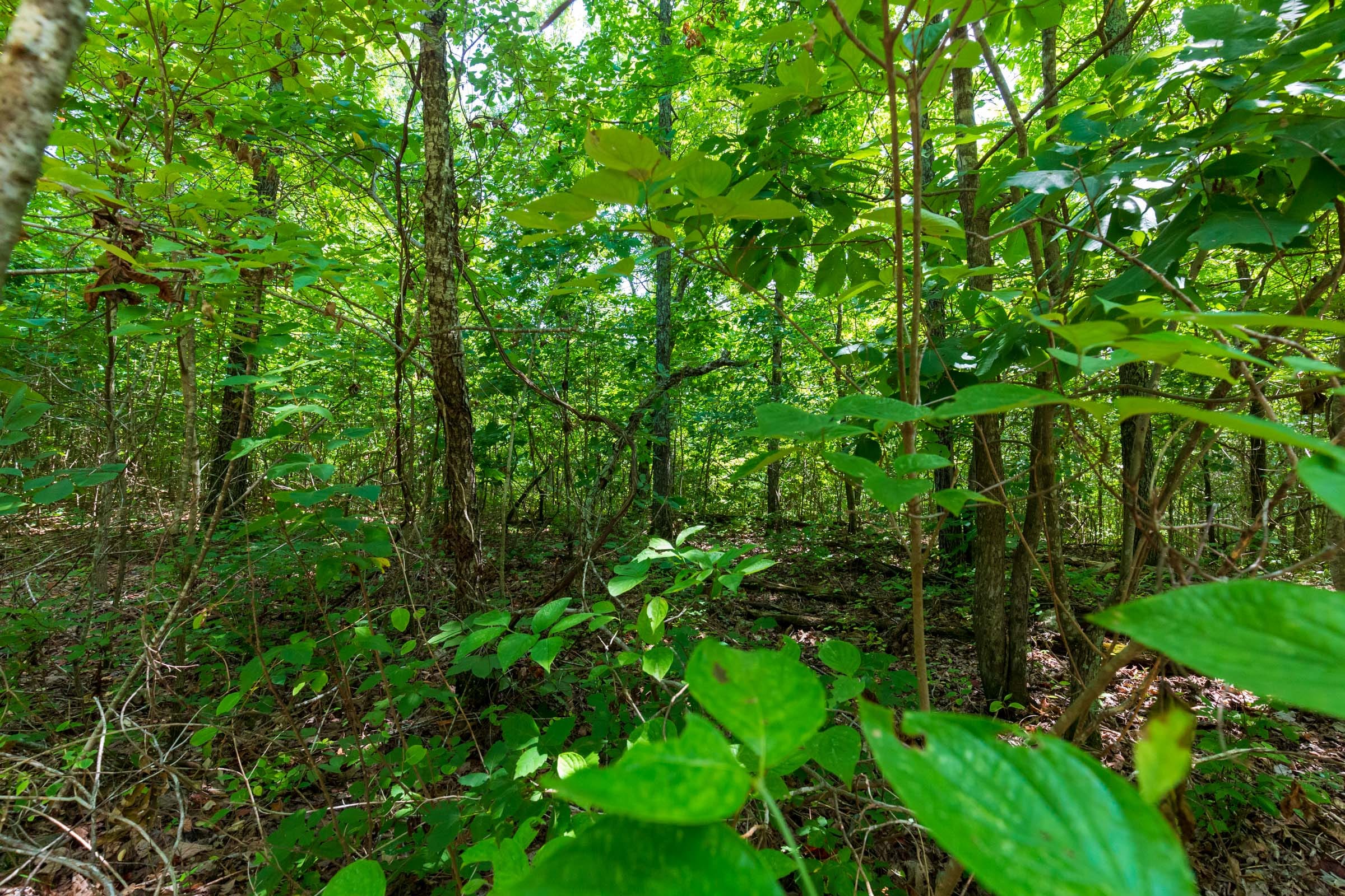 Cypress Ridge Tract 13 photo 10
