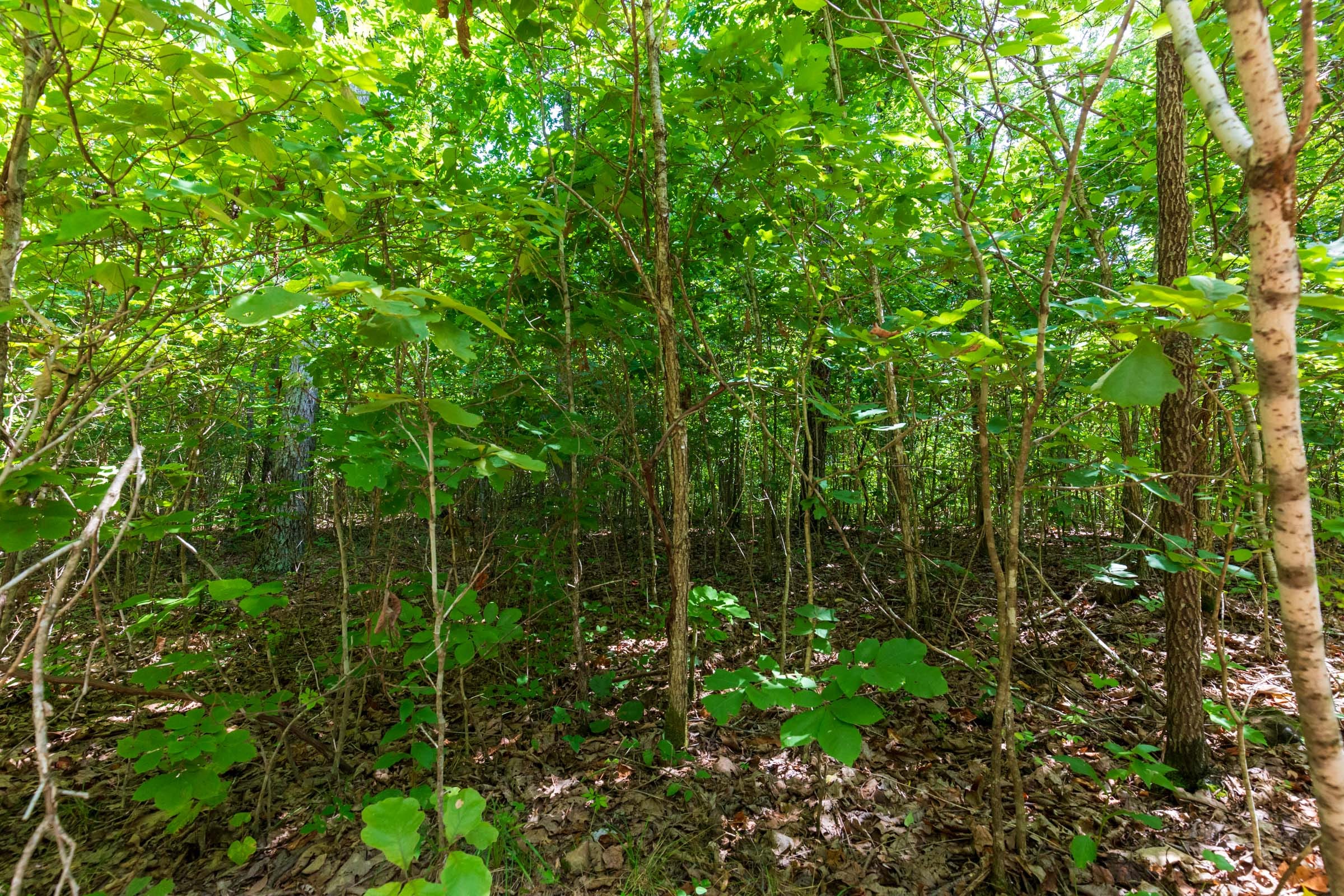 Cypress Ridge Tract 13 photo 11