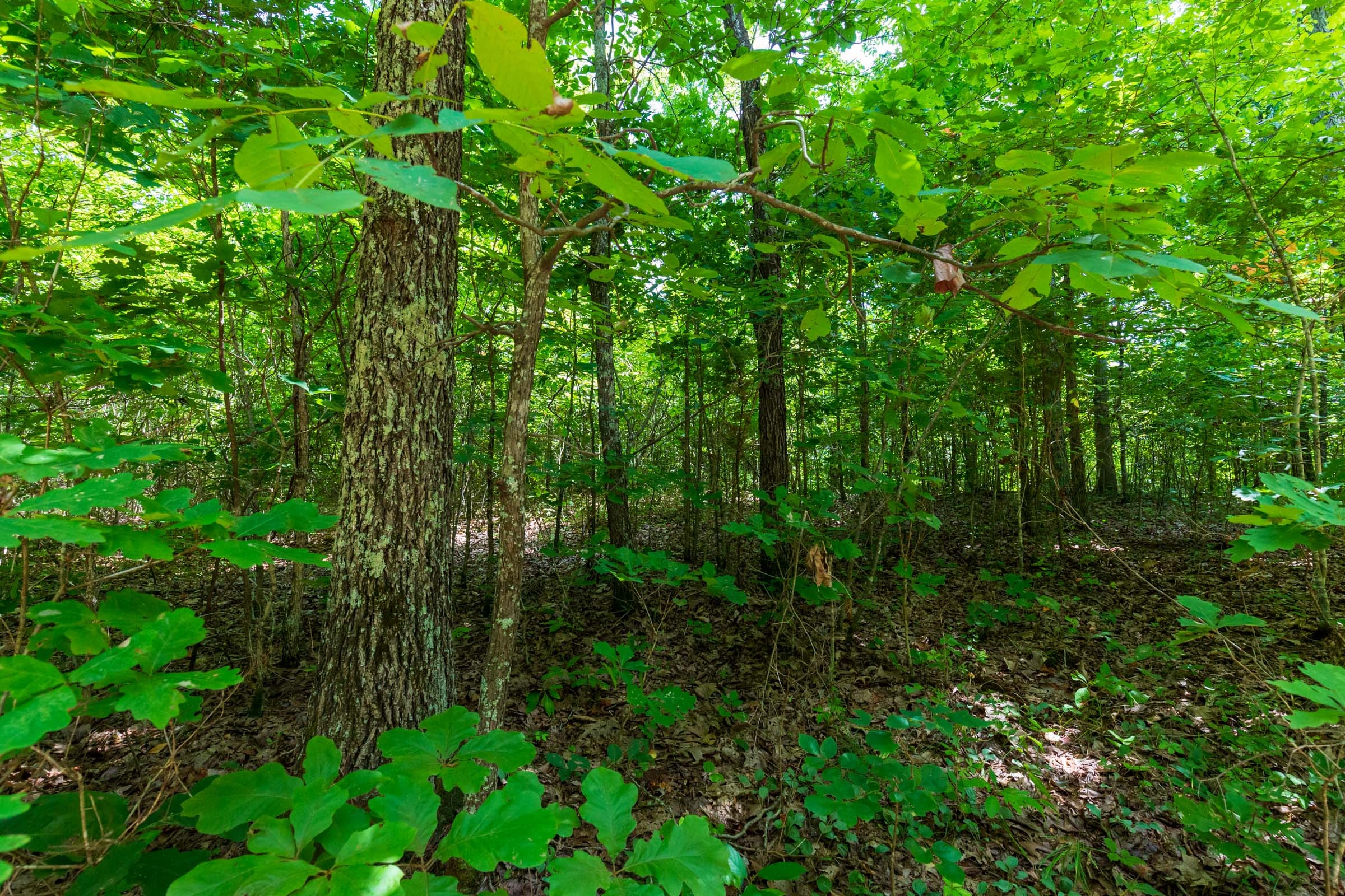 Cypress Ridge Tract 13 photo 12