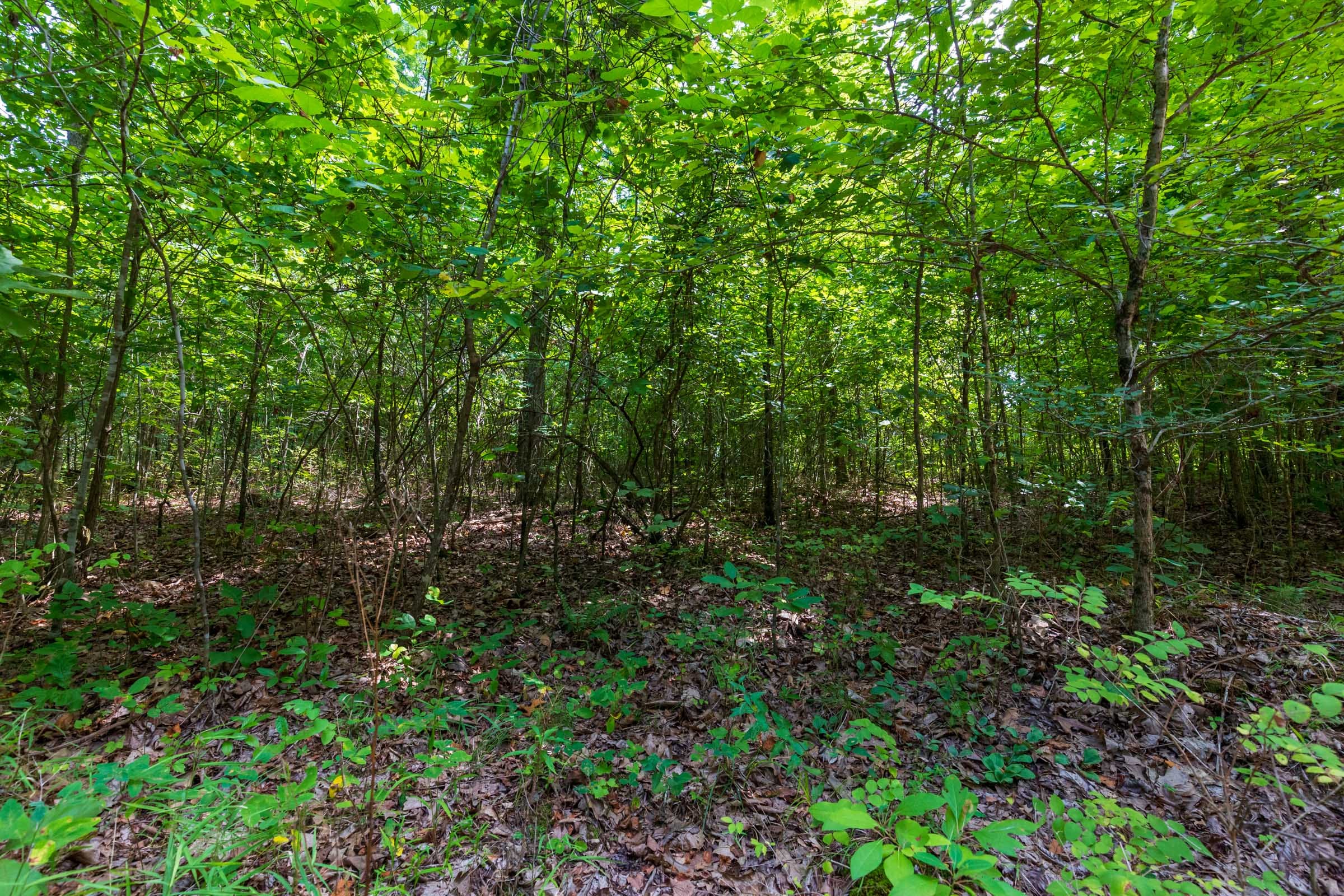 Cypress Ridge Tract 13 photo 13