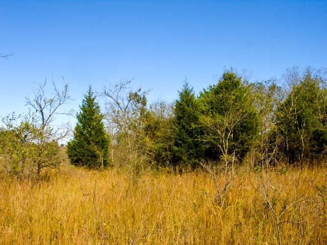 Saddlebrook Ranch Tract 20 photo 4
