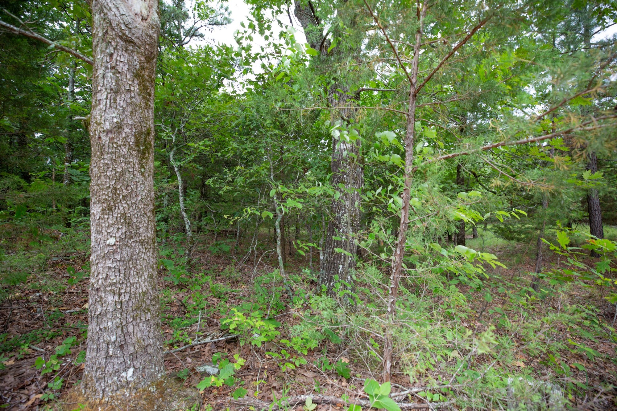Eagle’s Nest Tract 77 photo 4