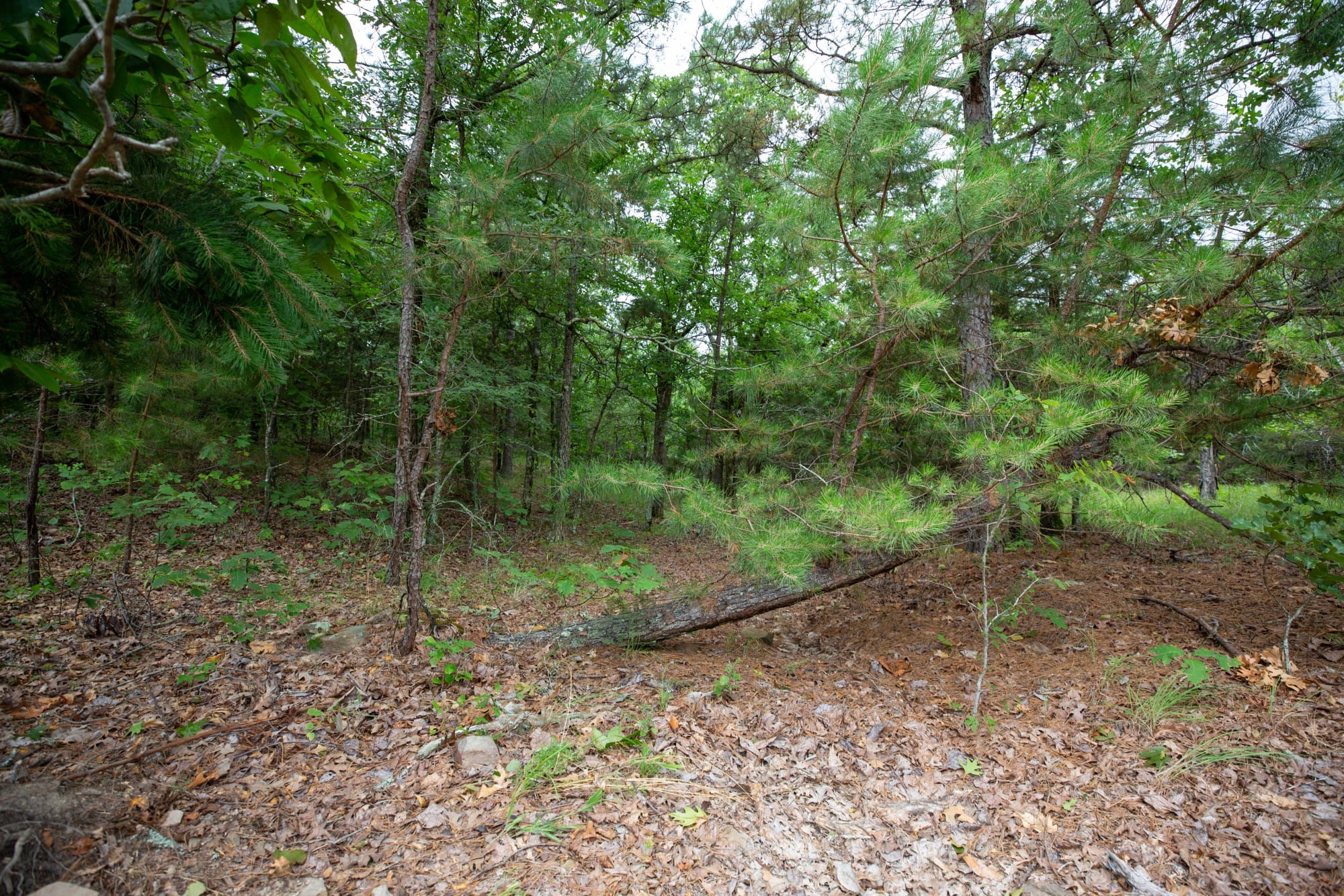 Eagle’s Nest Tract 77 photo 5