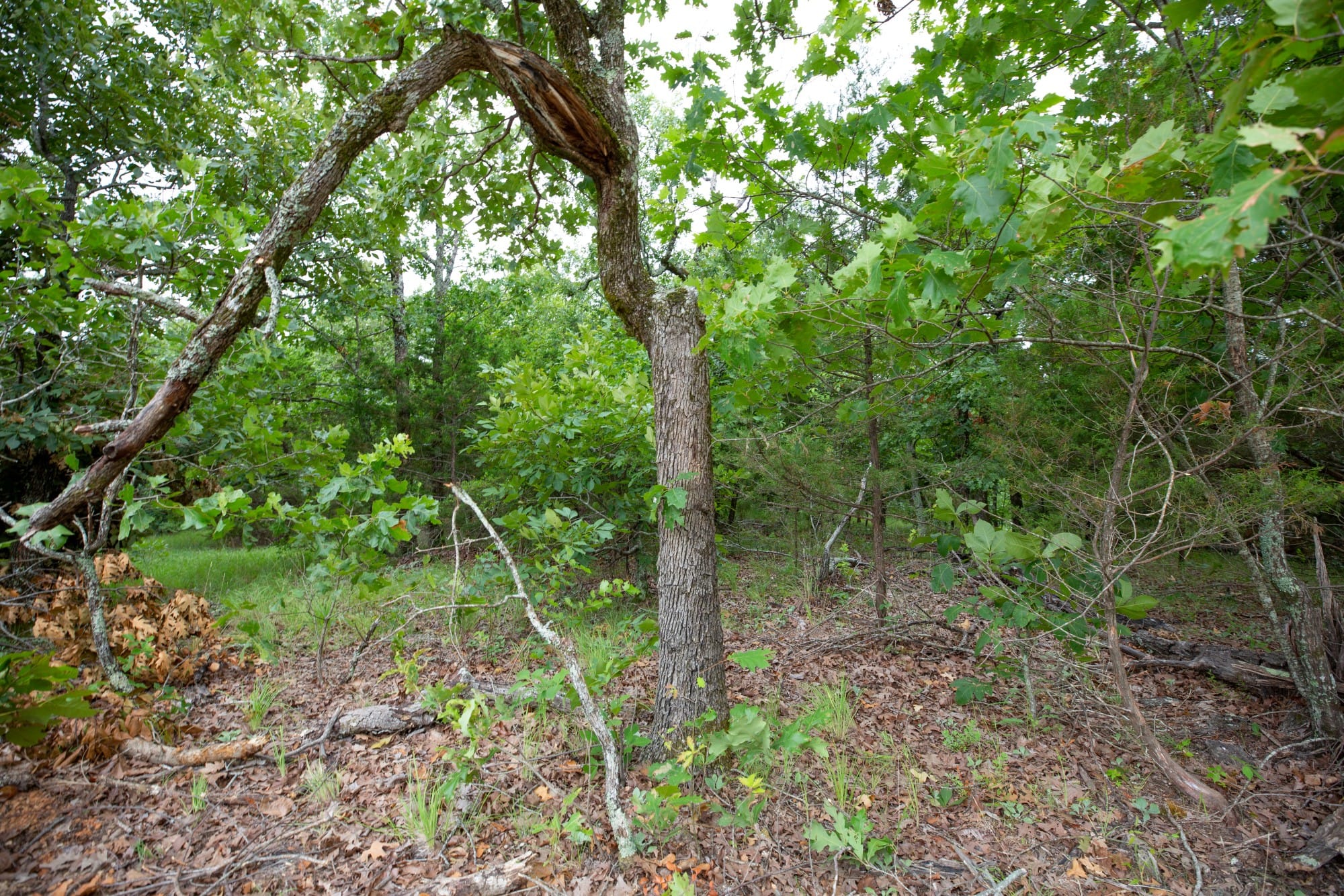 Eagle’s Nest Tract 77 photo 8