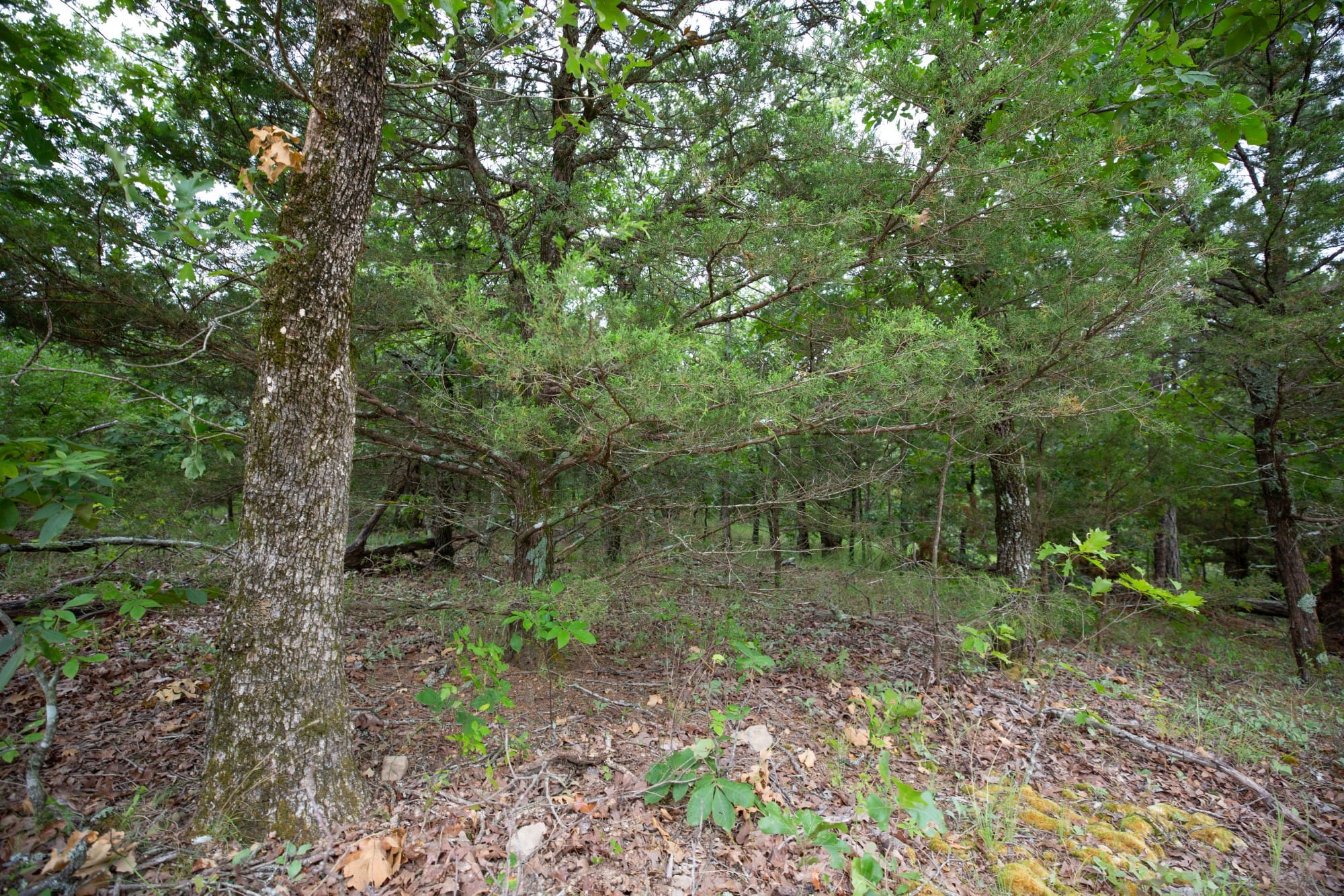 Eagle’s Nest Tract 77 photo 9