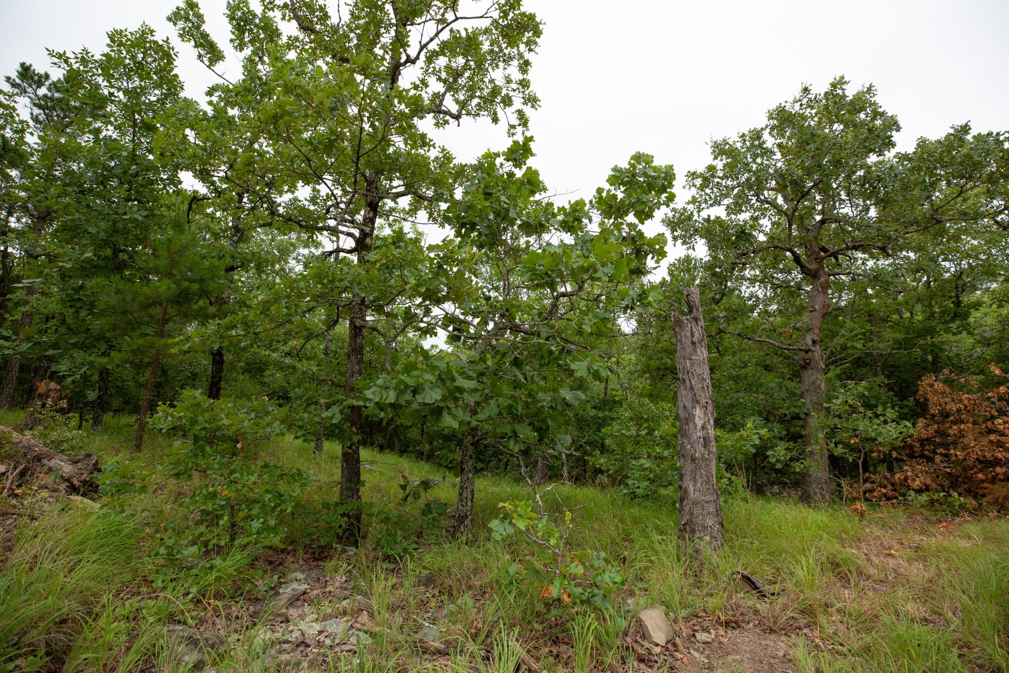 Eagle’s Nest Tract 77 photo 16