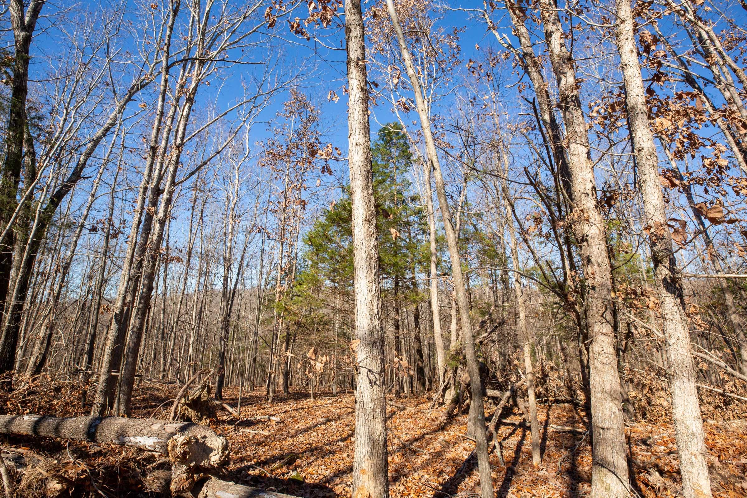 Dutchman Hollow Tract 9 photo 4