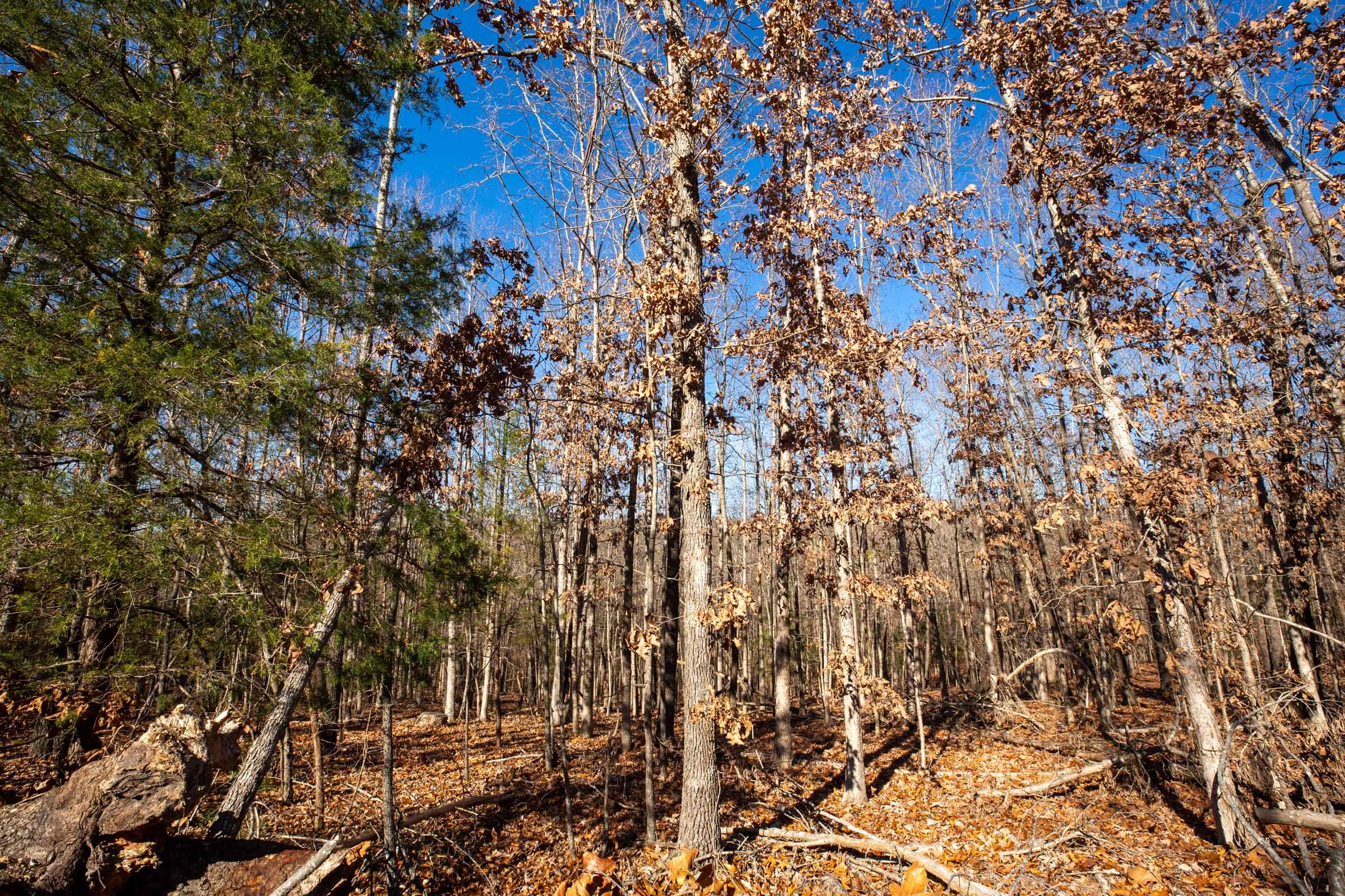 Dutchman Hollow Tract 9 photo 6