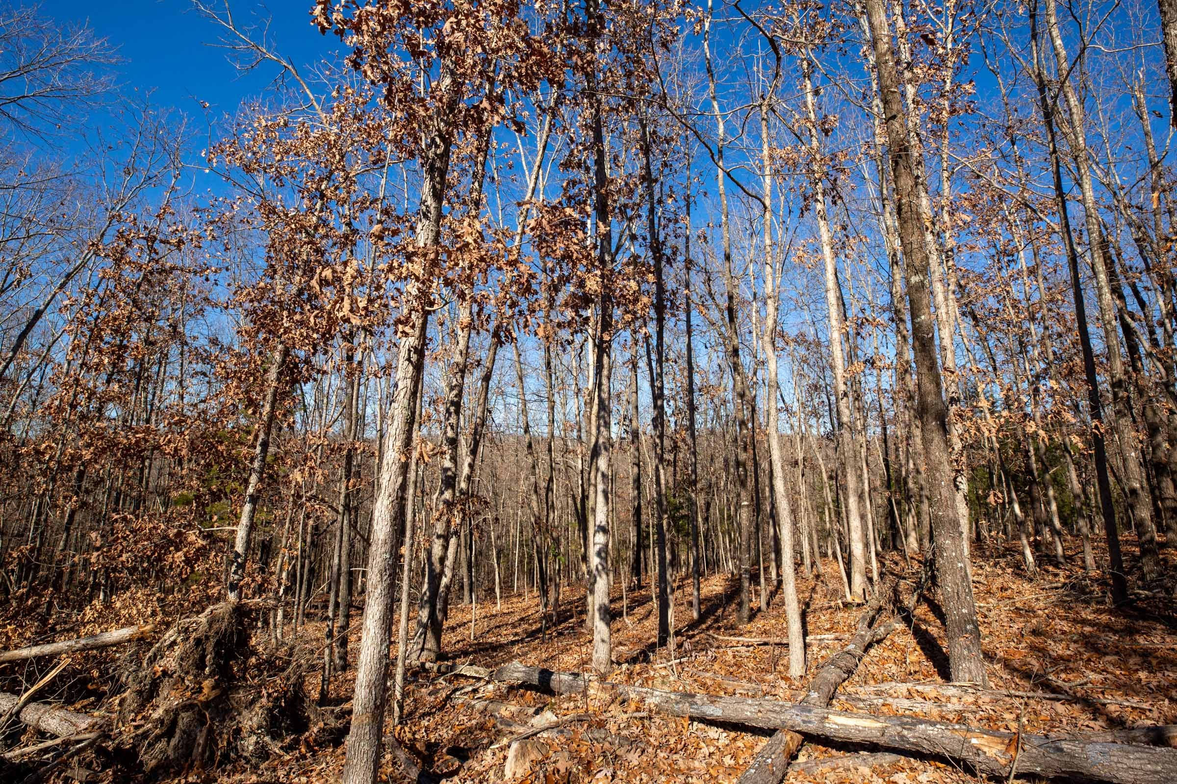 Dutchman Hollow Tract 9 photo 8