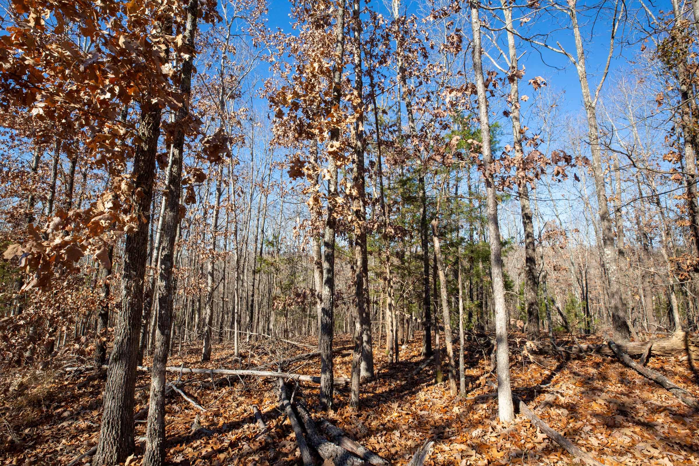 Dutchman Hollow Tract 9 photo 9