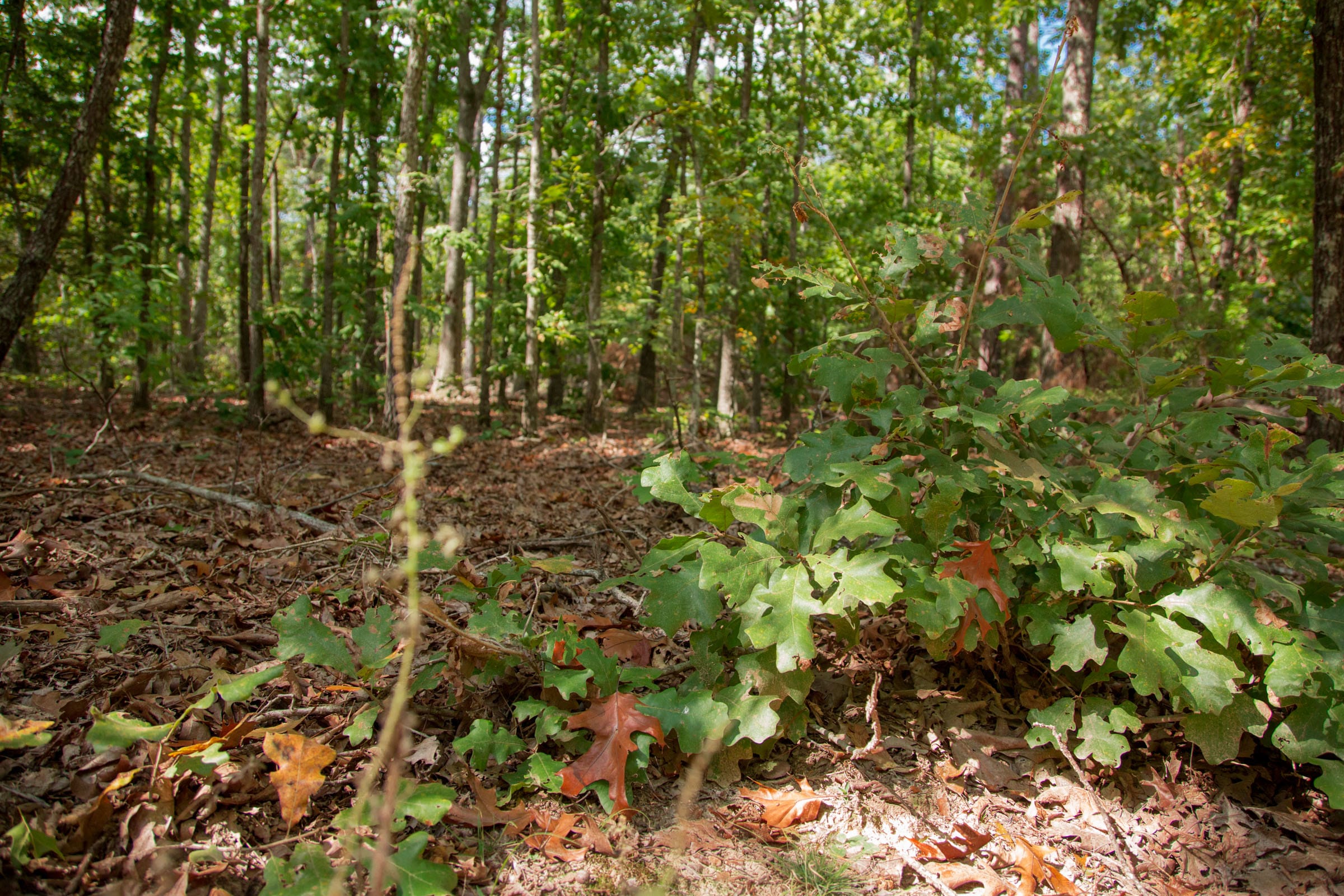 Wagon Wheel Ranch Tract 13 photo 6