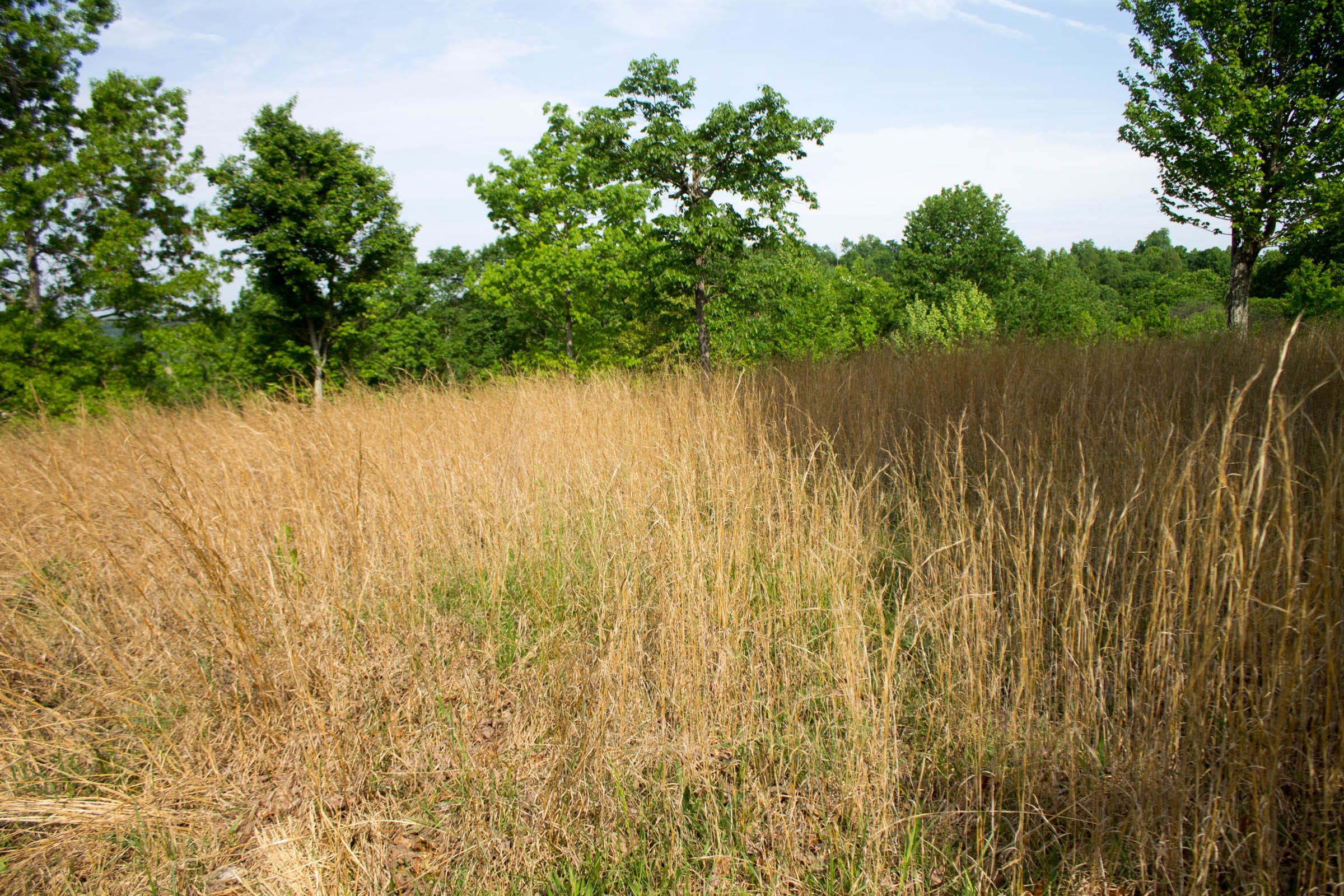 Laurel Ridge Tract 16 photo 3