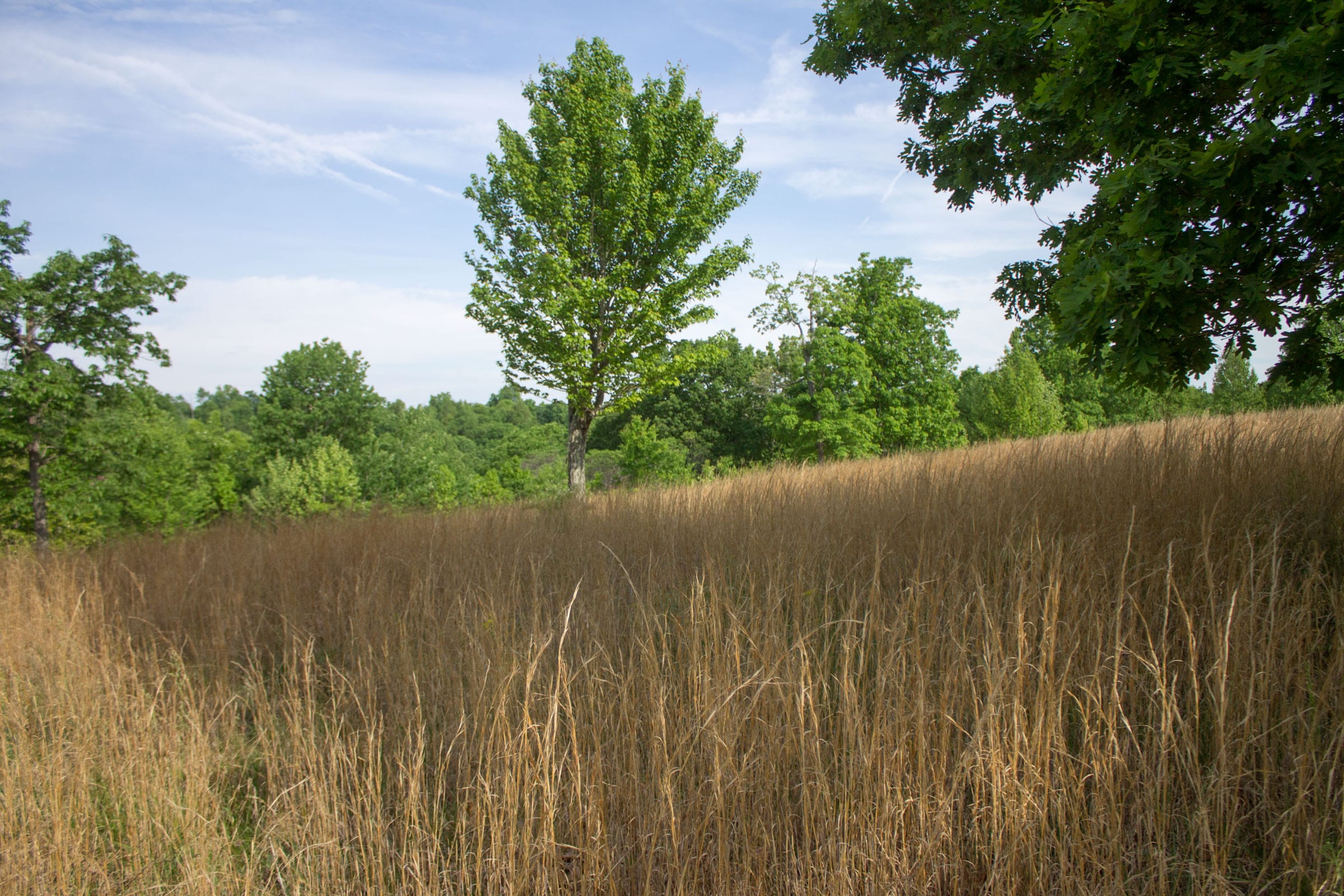 Laurel Ridge Tract 16 photo 4