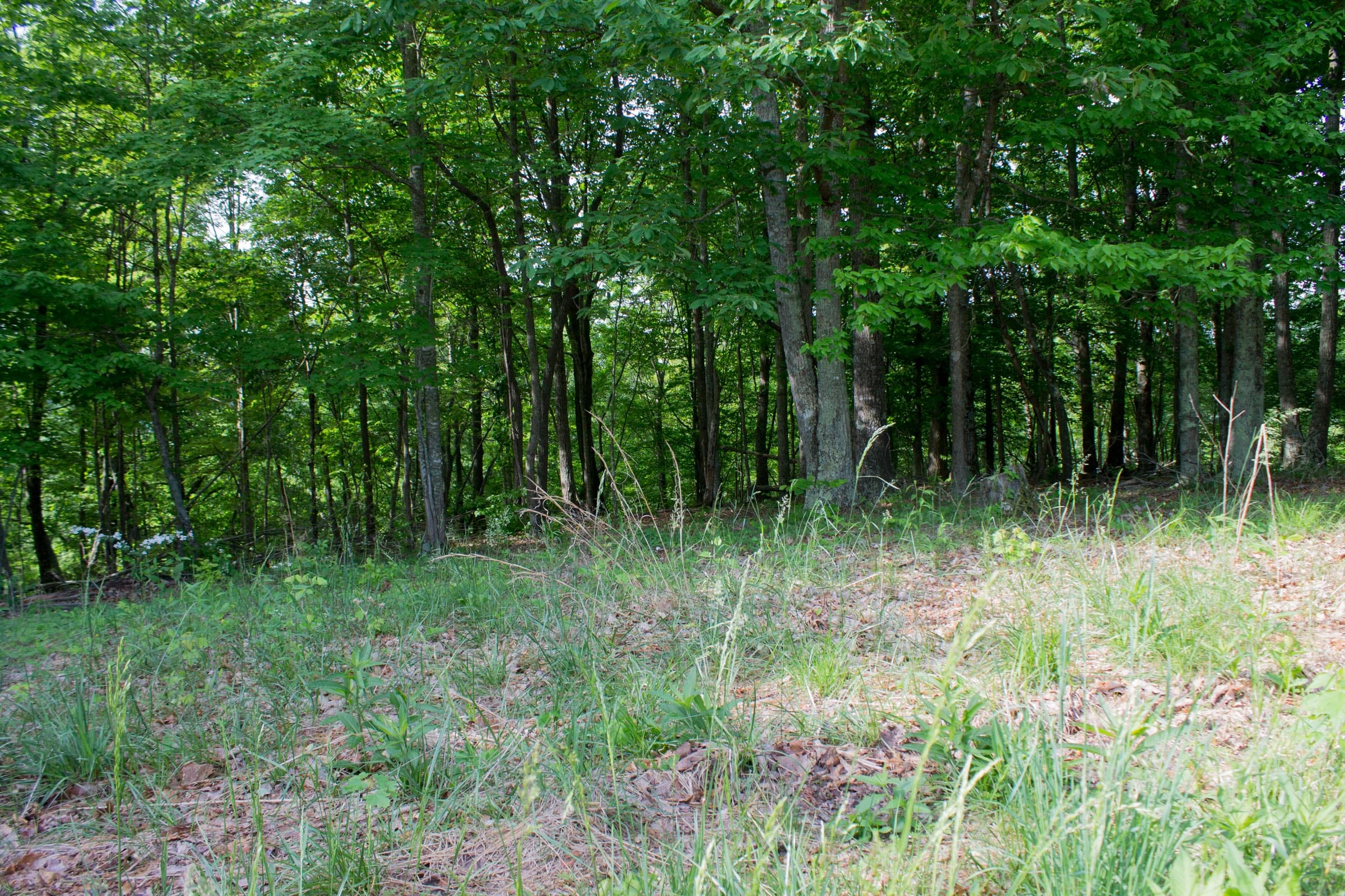 Laurel Ridge Tract 16 photo 8