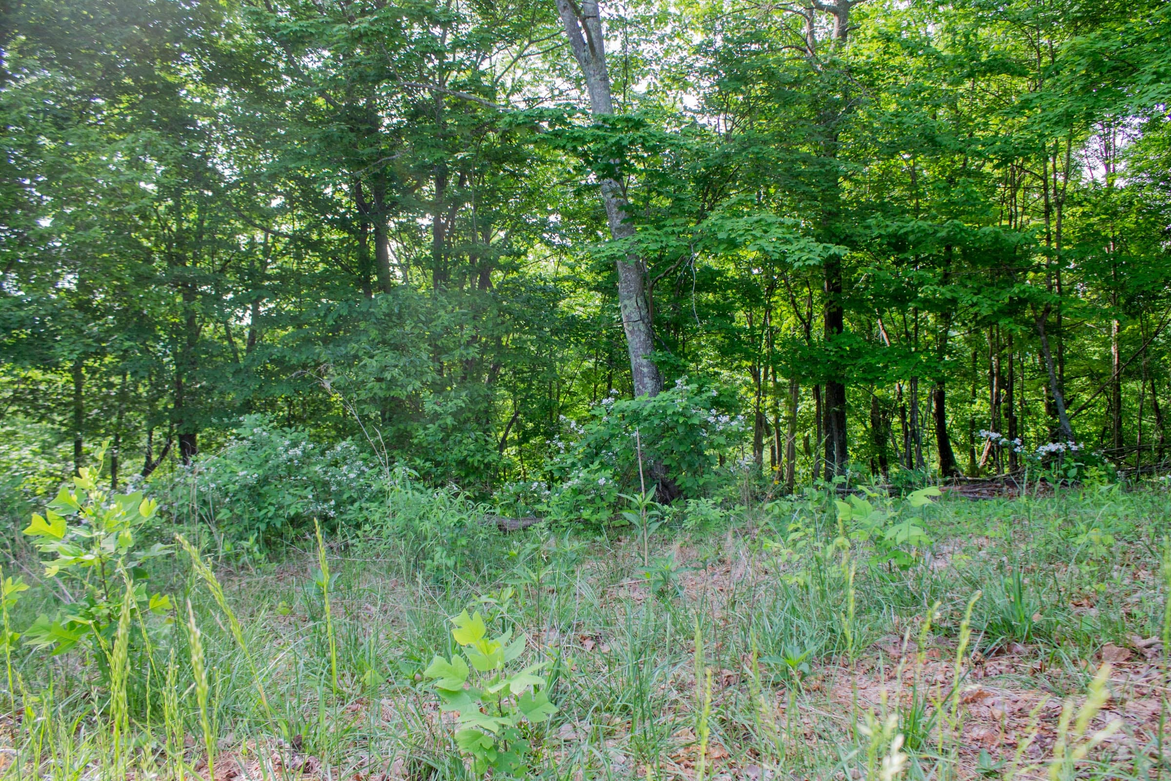Laurel Ridge Tract 16 photo 9