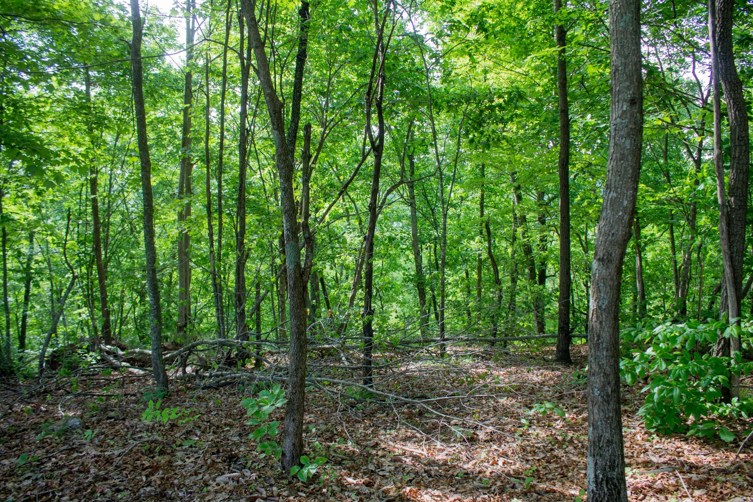 Laurel Ridge Tract 16 photo 10