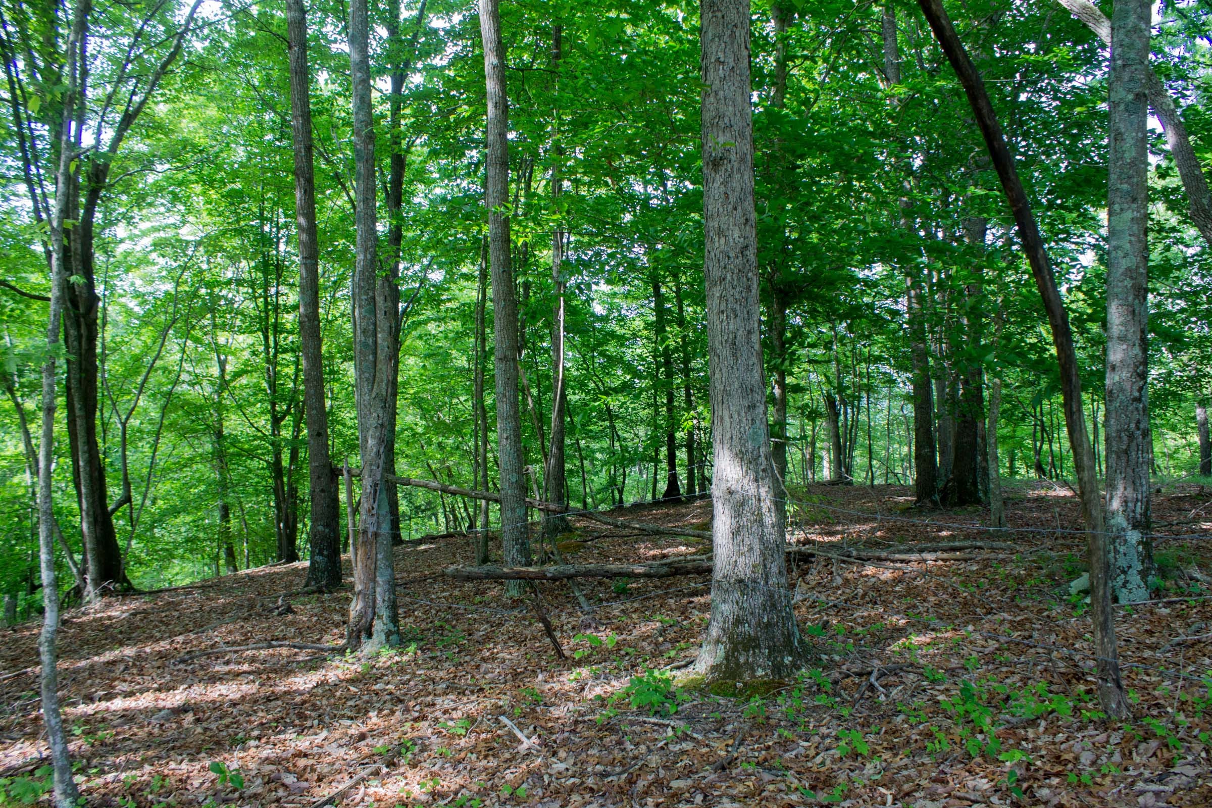 Laurel Ridge Tract 16 photo 11