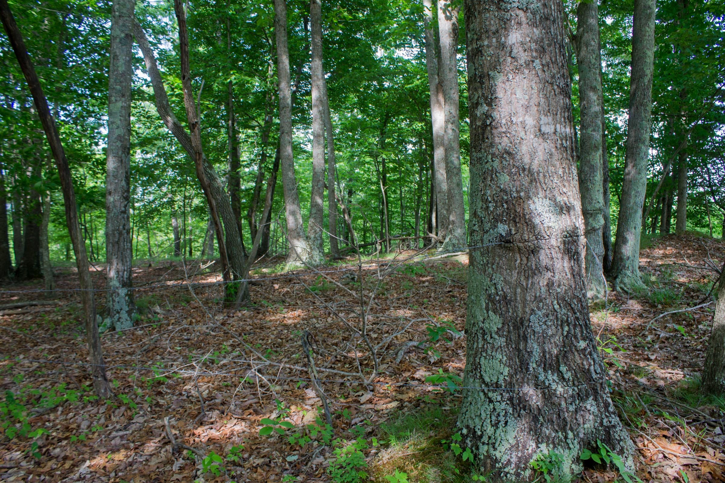 Laurel Ridge Tract 16 photo 12