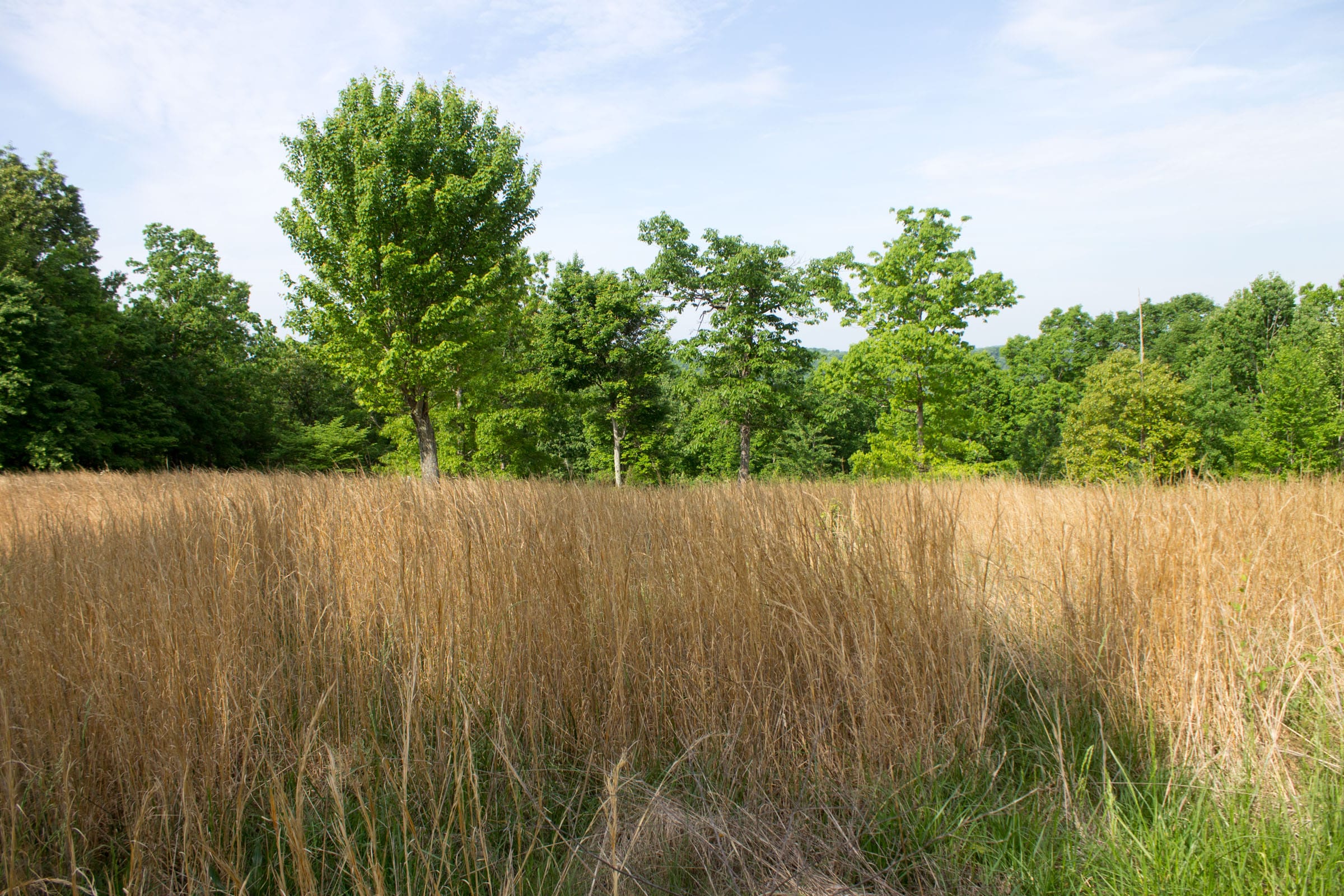 Laurel Ridge Tract 16 photo 13