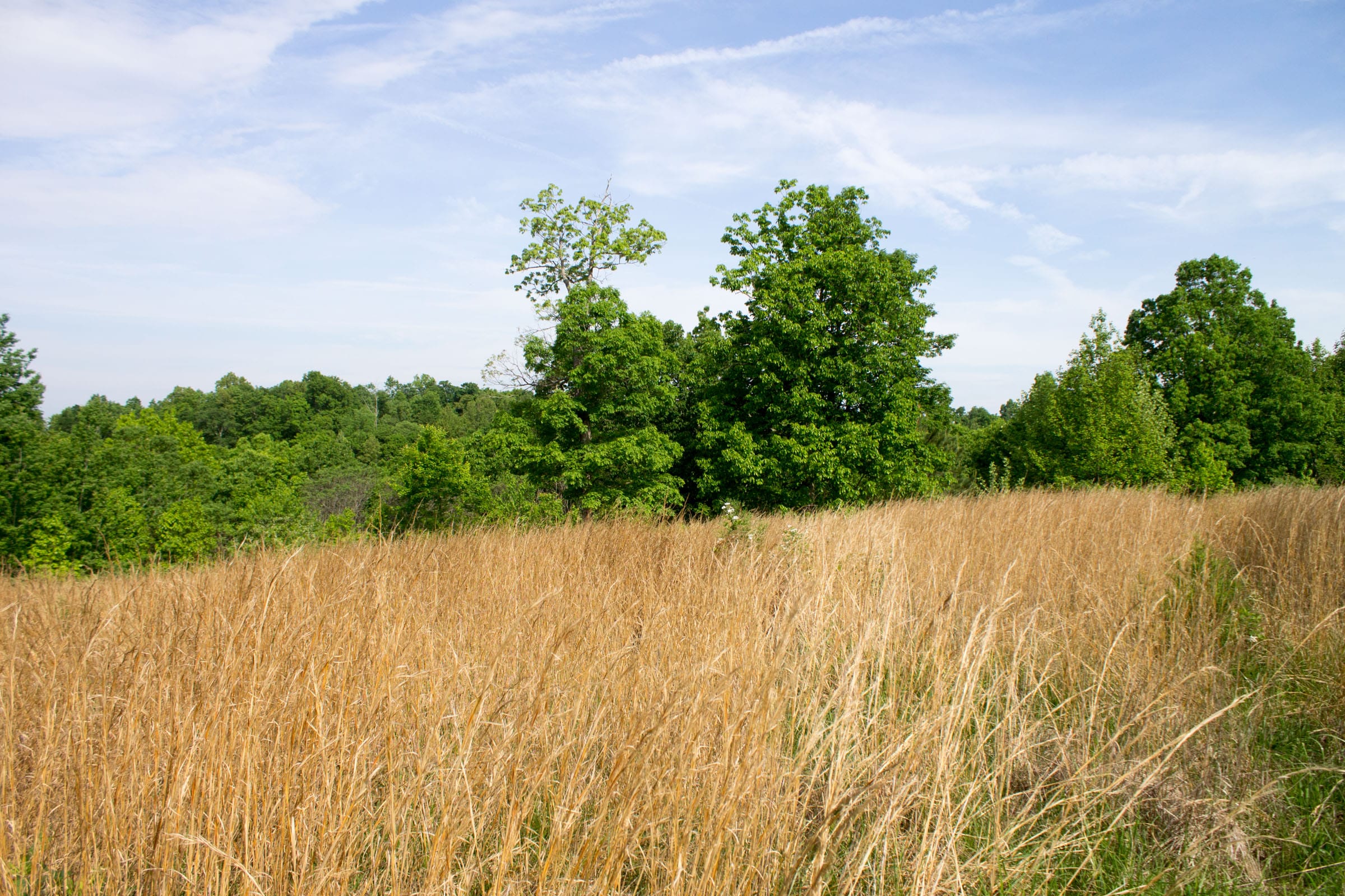 Laurel Ridge Tract 16 photo 14