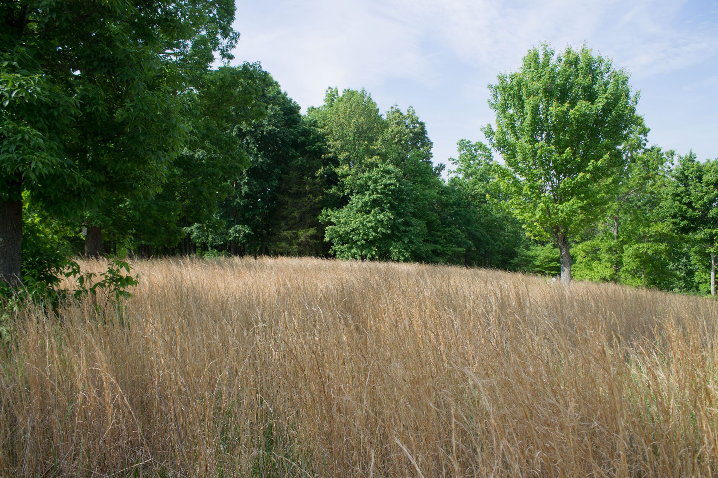 Laurel Ridge Tract 16 photo 16
