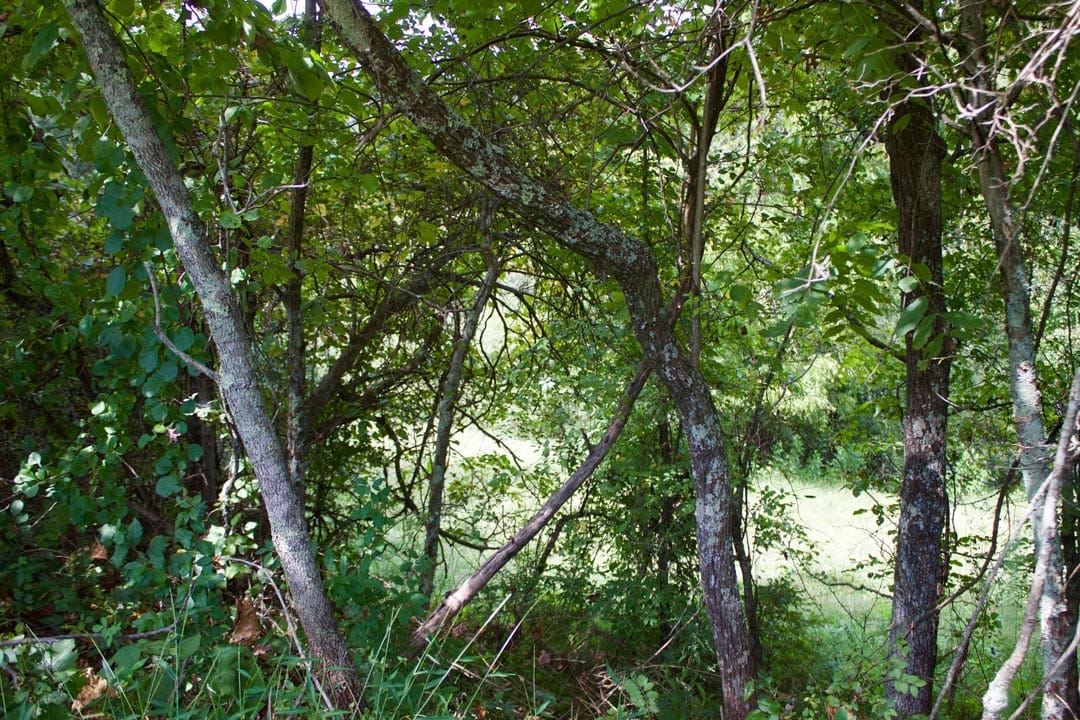 Heritage Hollow Tract 14 photo 10