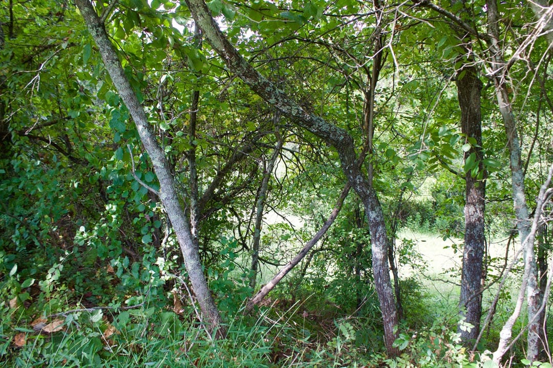 Heritage Hollow Tract 14 photo 11