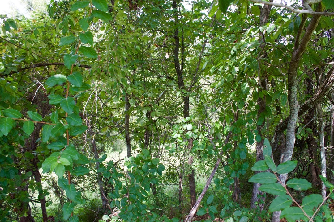 Heritage Hollow Tract 14 photo 12