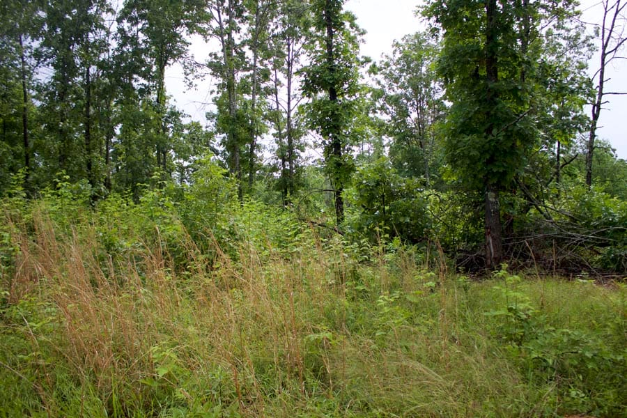 Thunder Mountain Ranch Tract 54 photo 2