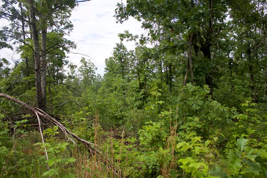 Thunder Mountain Ranch Tract 54 photo 3