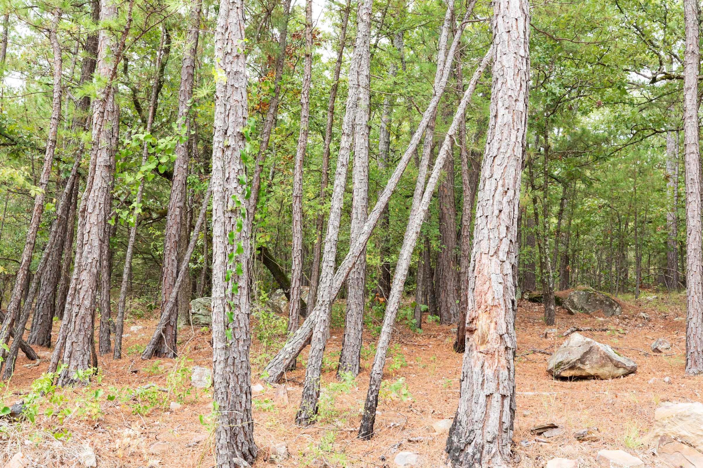 Stone Bridge Phase V Tract 360 photo 12