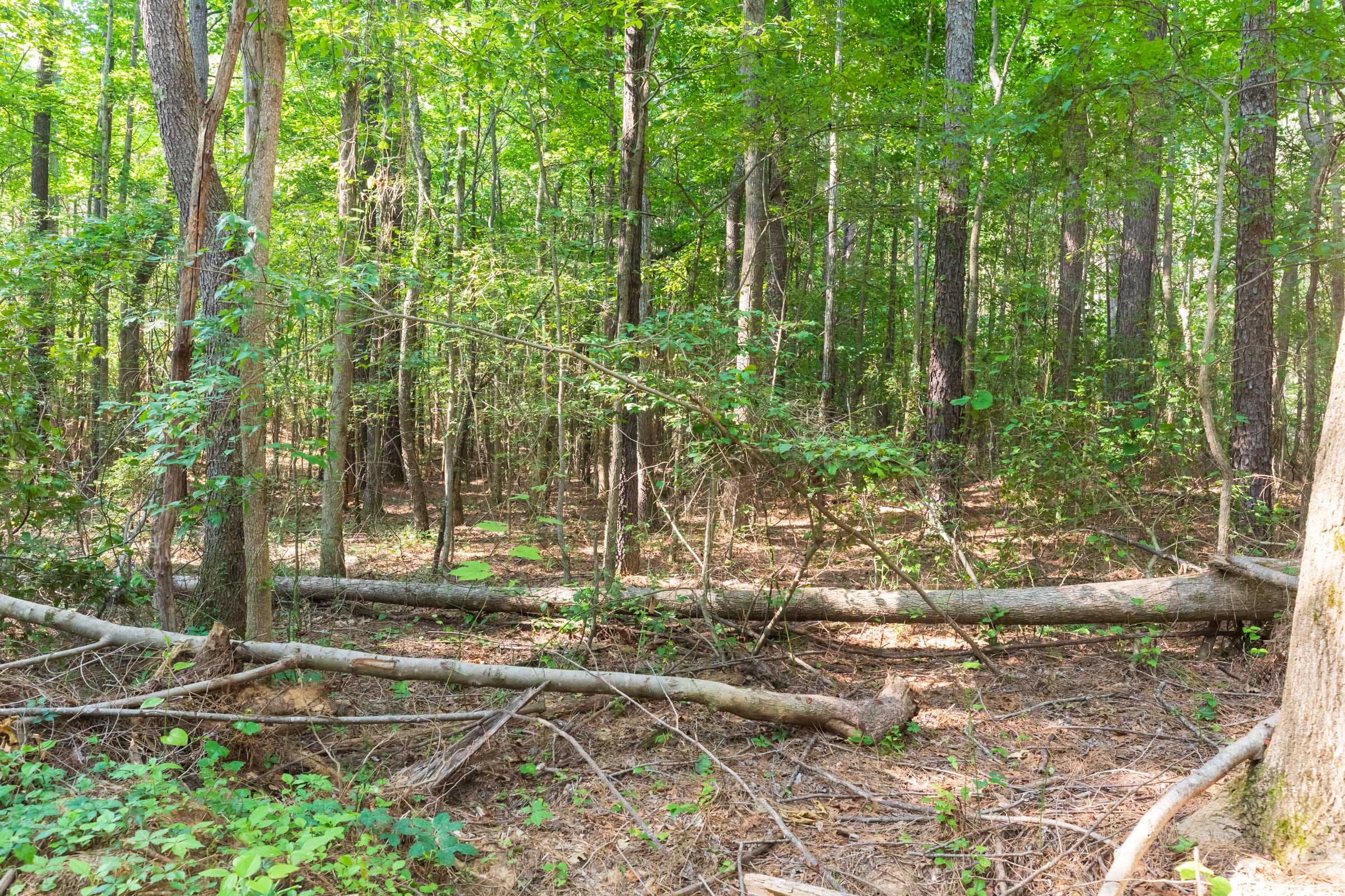 Whiskey Ridge Tract 111 photo 1