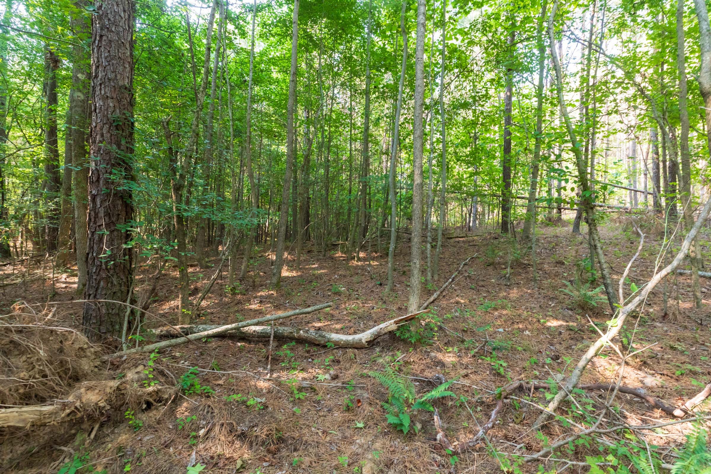 Whiskey Ridge Tract 111 photo 3