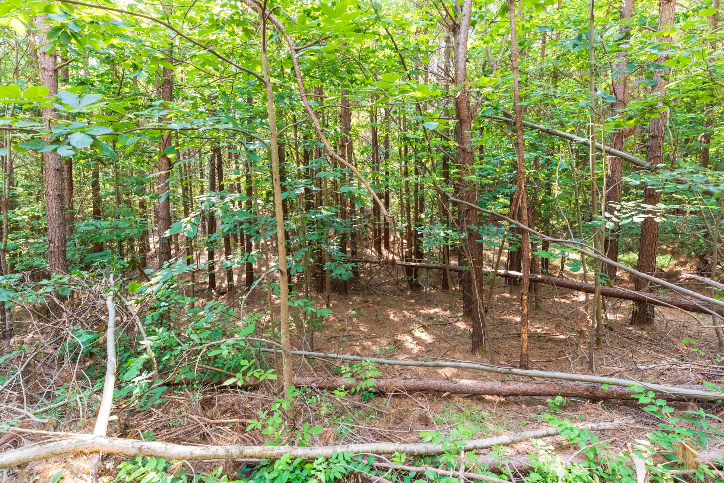 Whiskey Ridge Tract 111 photo 6
