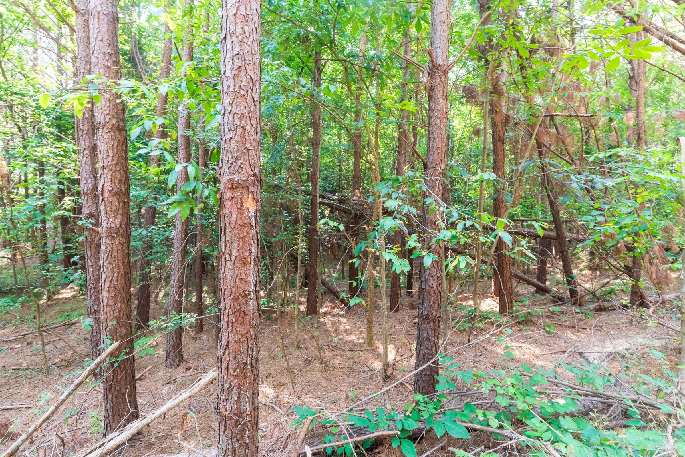 Whiskey Ridge Tract 111 photo 7